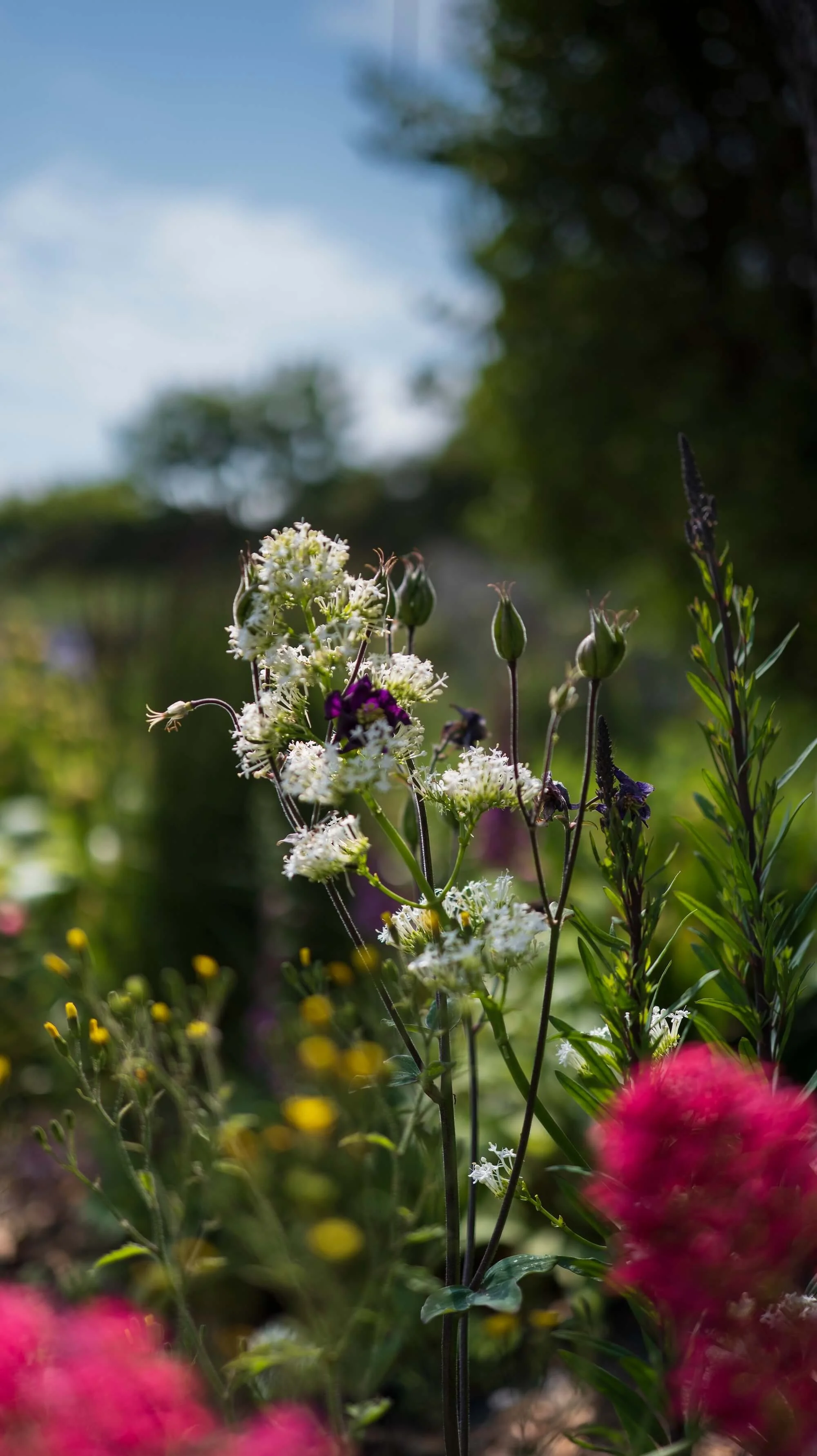 Rael Rawlinson Garden Design Northumberland Craster French Garden16.jpg