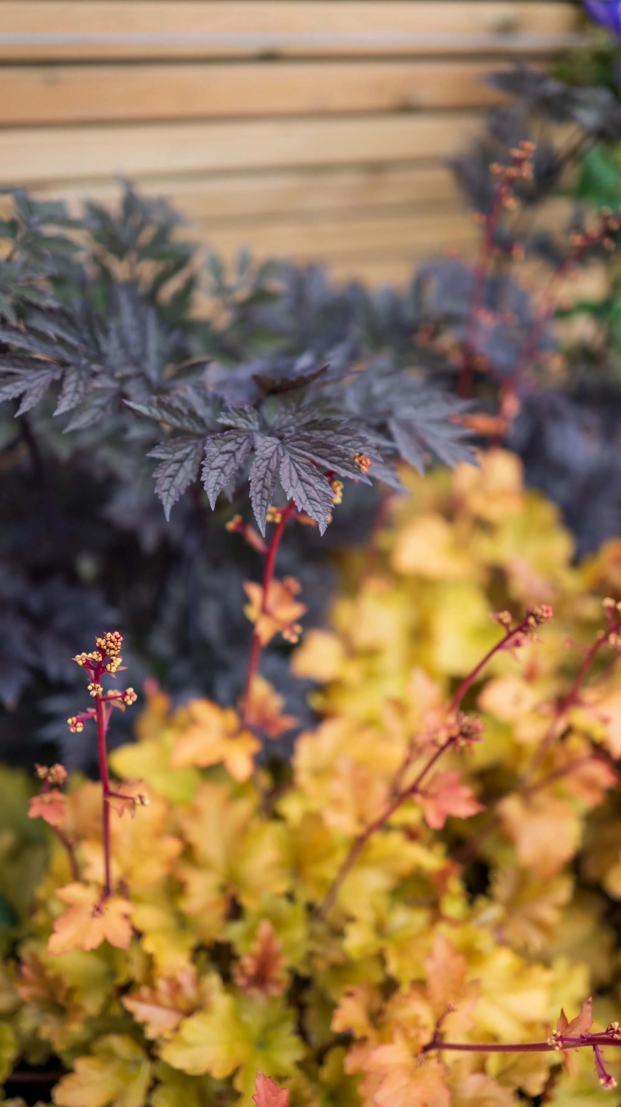 Rael Rawlinson Garden Design Northumberland Courtyard Garden9.jpg