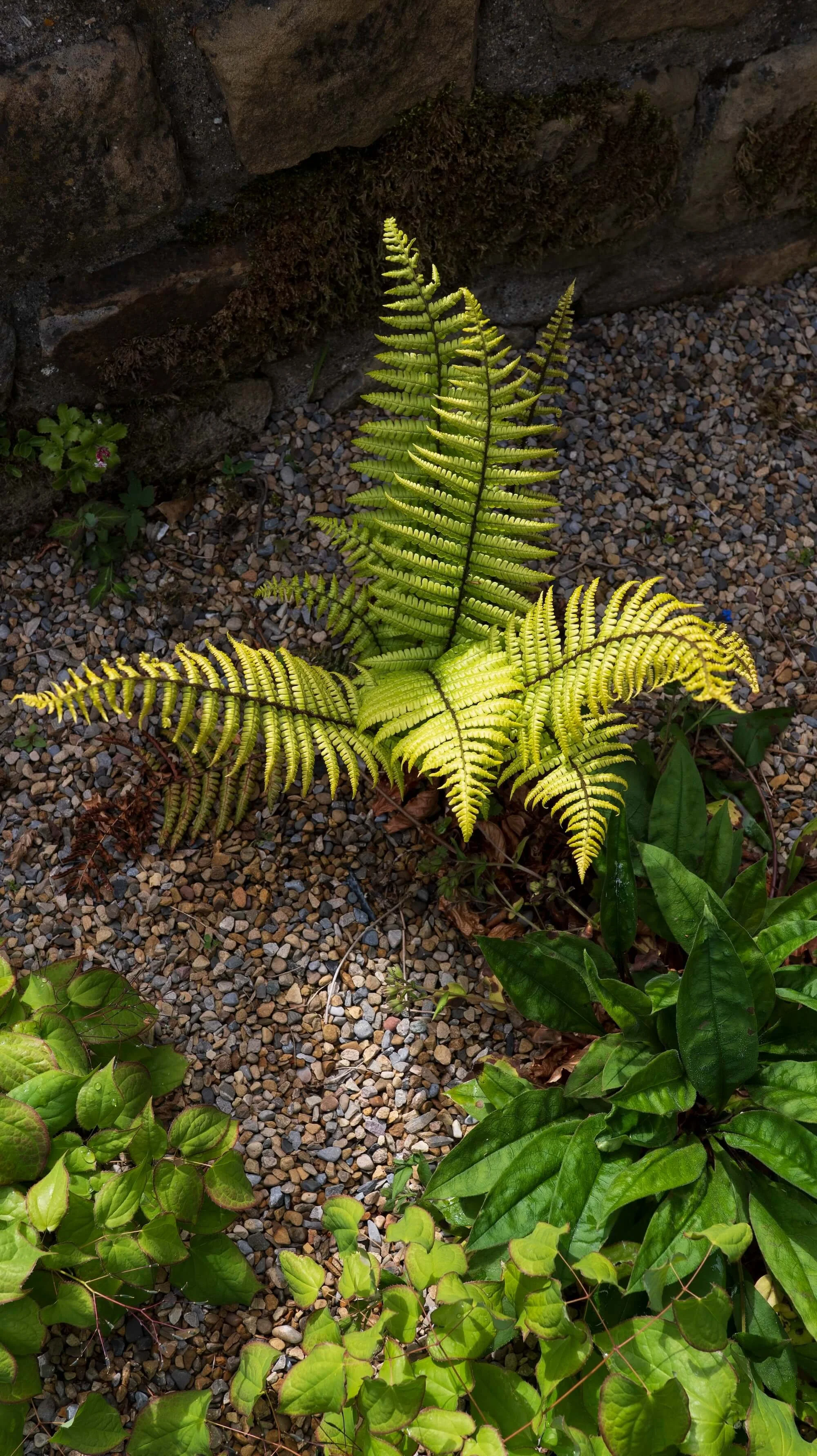 Rael Rawlinson Garden Design Northumberland Small Front Garden3.jpg