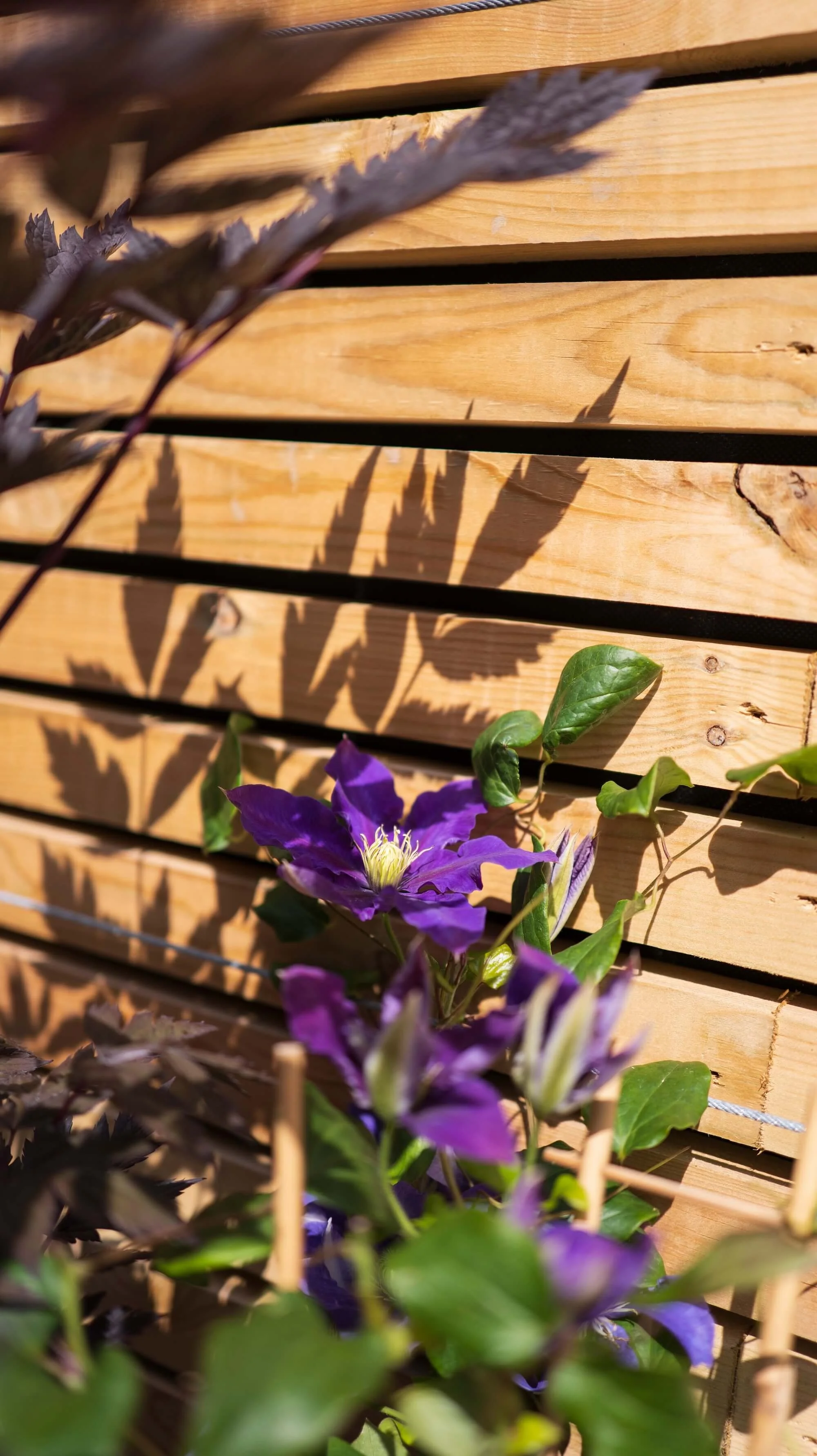 Rael Rawlinson Garden Design Northumberland Courtyard Garden37.jpg