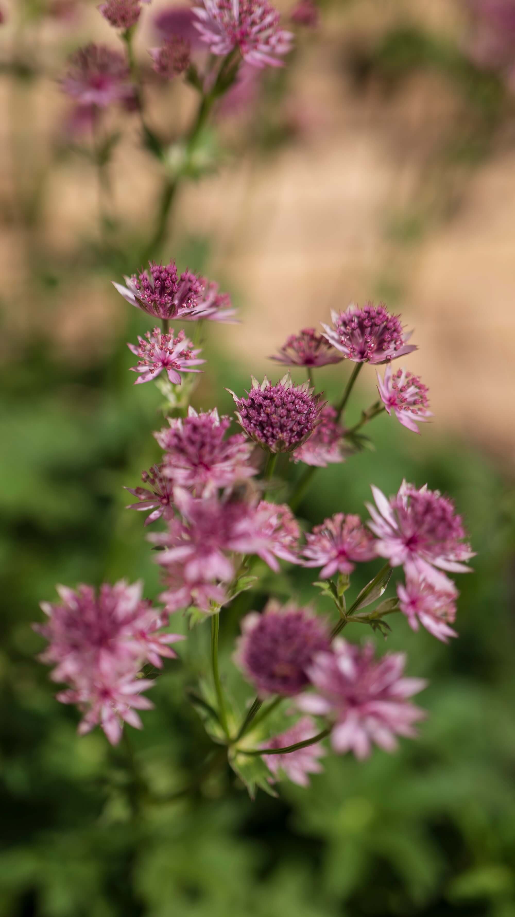 Rael Rawlinson Garden Design Northumberland Courtyard Garden28.jpg