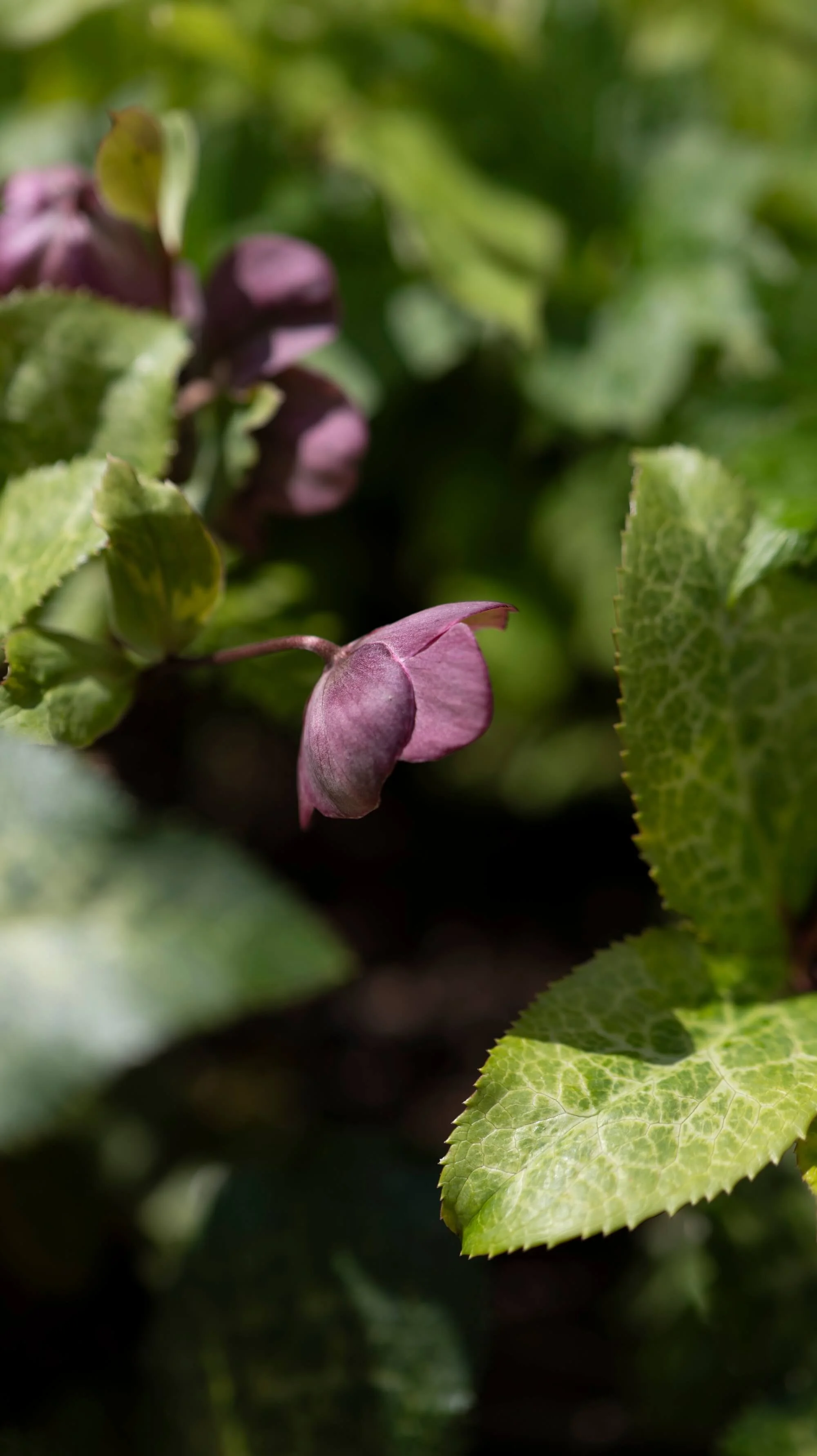 Rael Rawlinson Garden Design Northumberland Courtyard Garden31.jpg