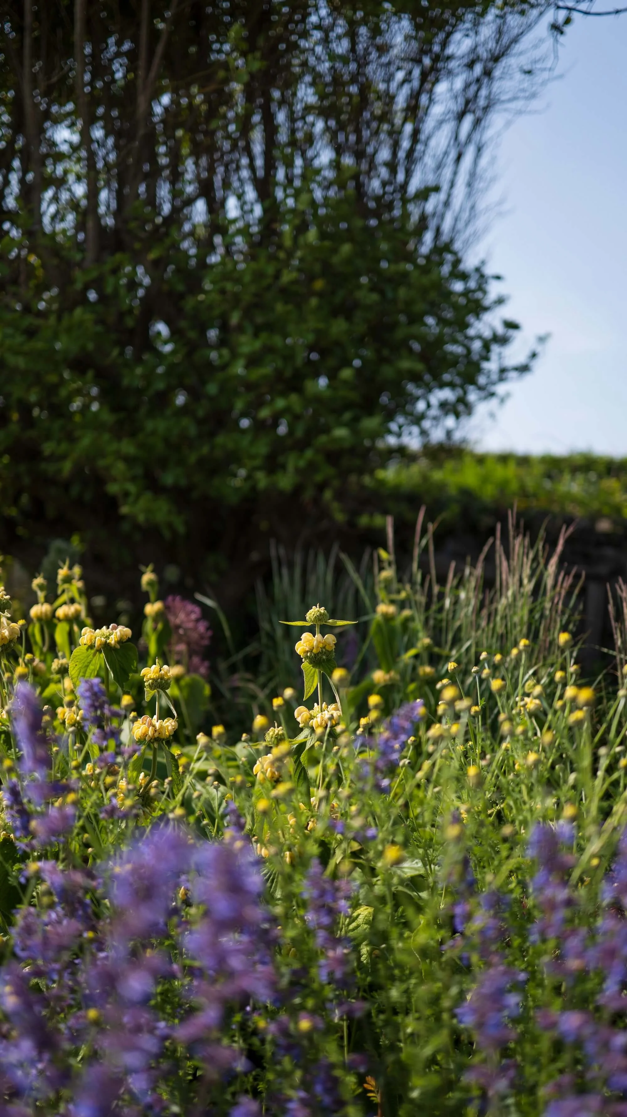 Rael Rawlinson Garden Design Northumberland Craster French Garden26.jpg