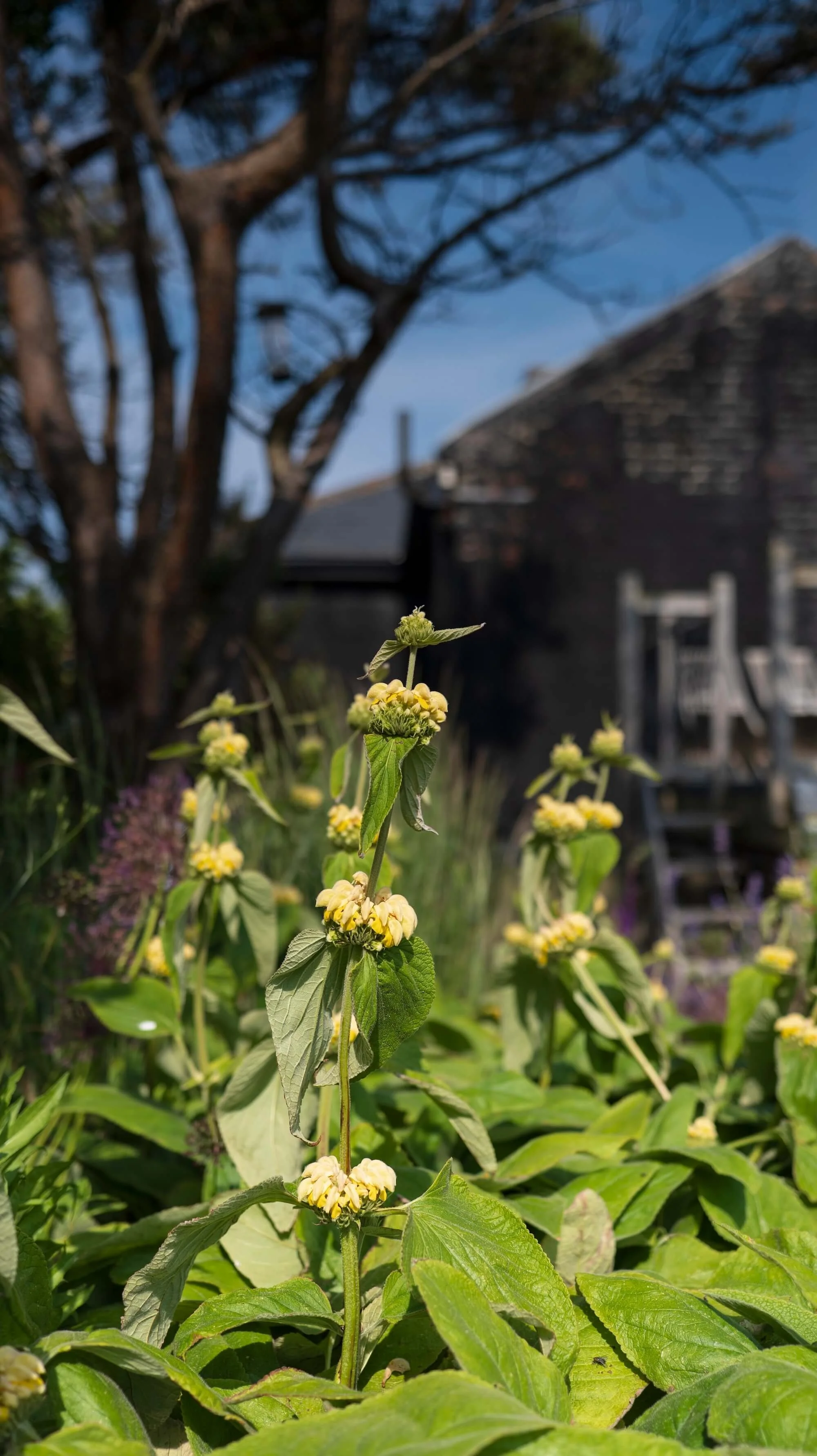 Rael Rawlinson Garden Design Northumberland Craster French Garden25.jpg