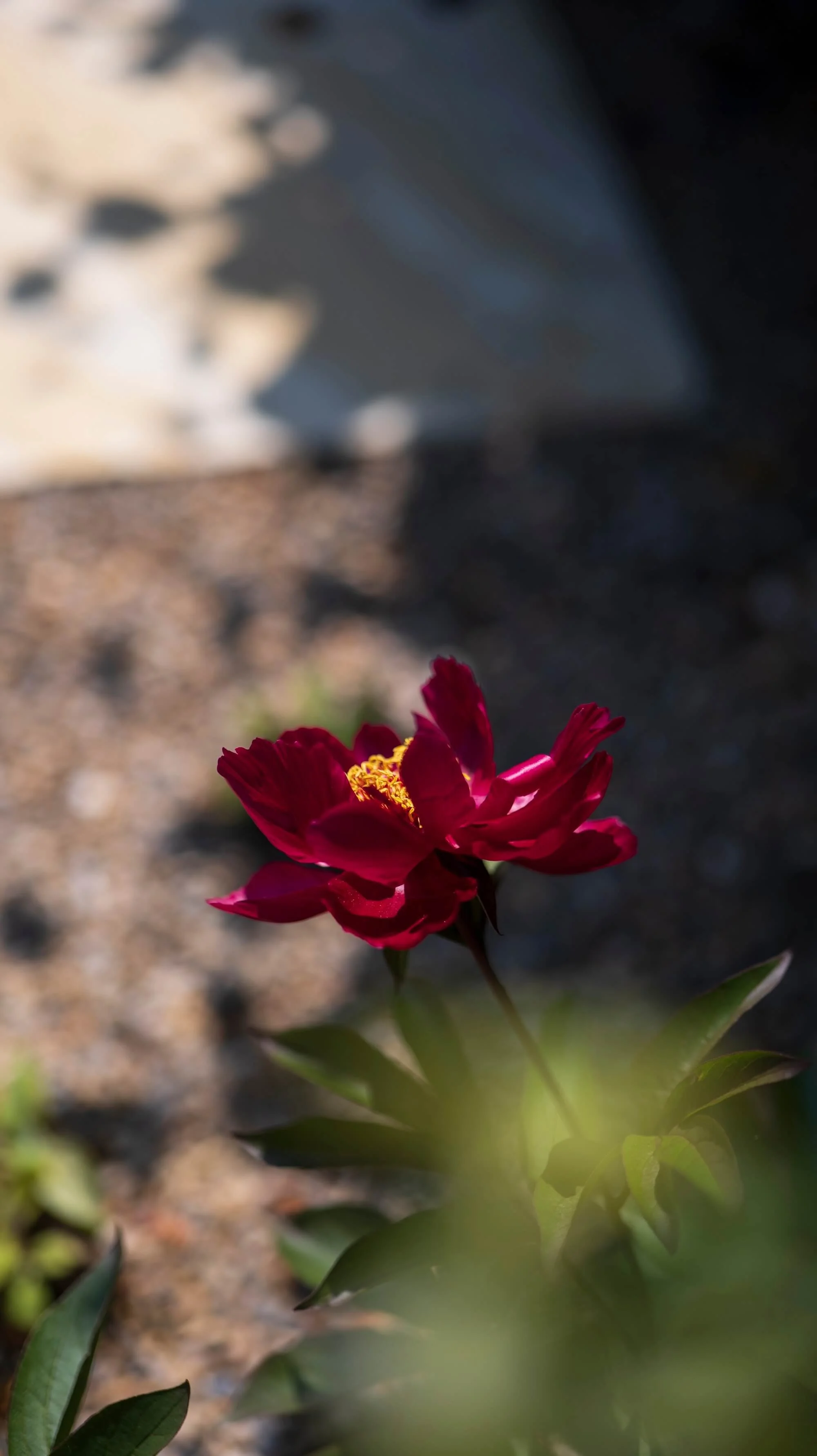 Rael Rawlinson Garden Design Northumberland Small Front Garden19.jpg