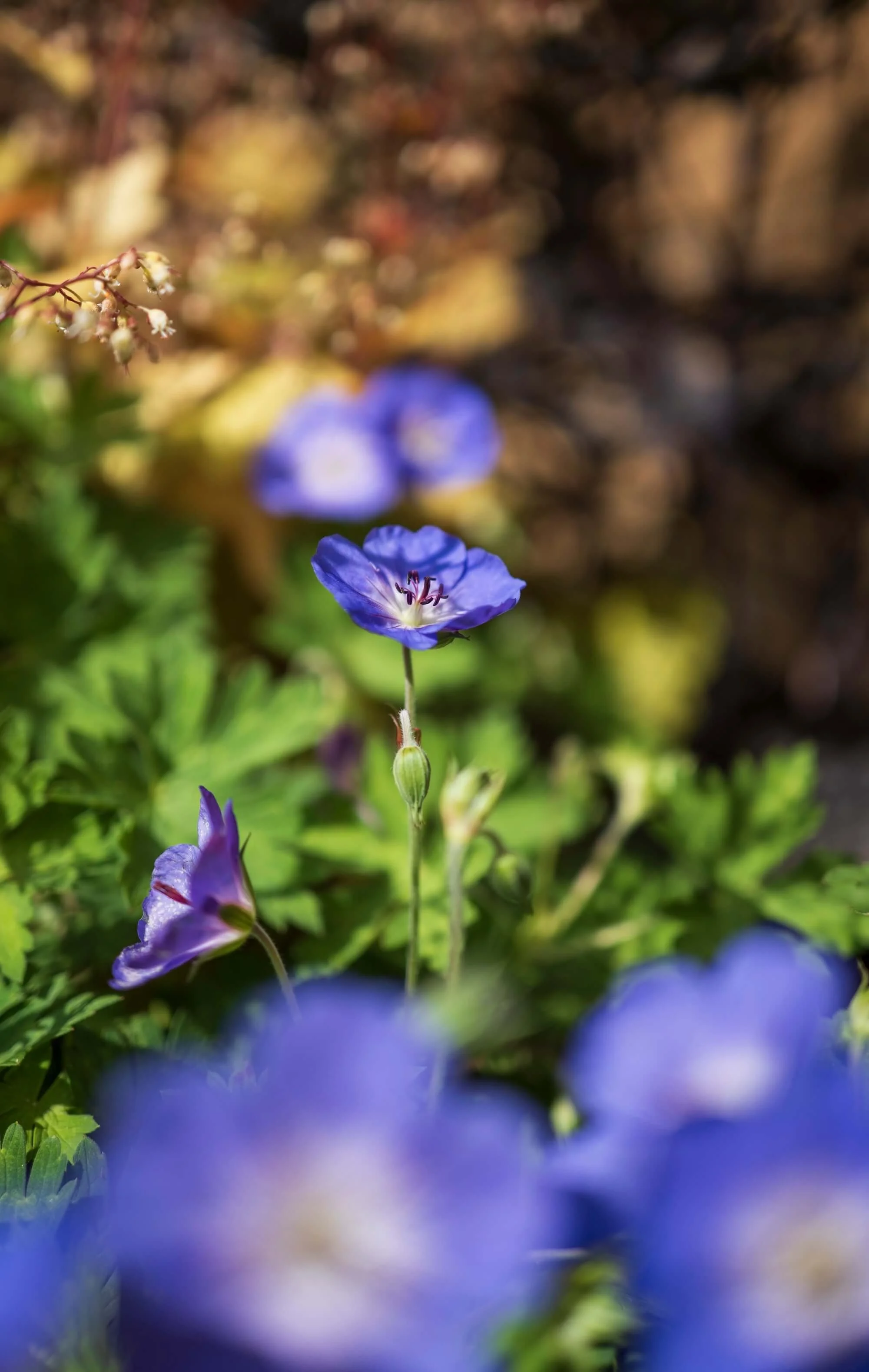 Rael Rawlinson Garden Design Northumberland Courtyard Garden21.jpg