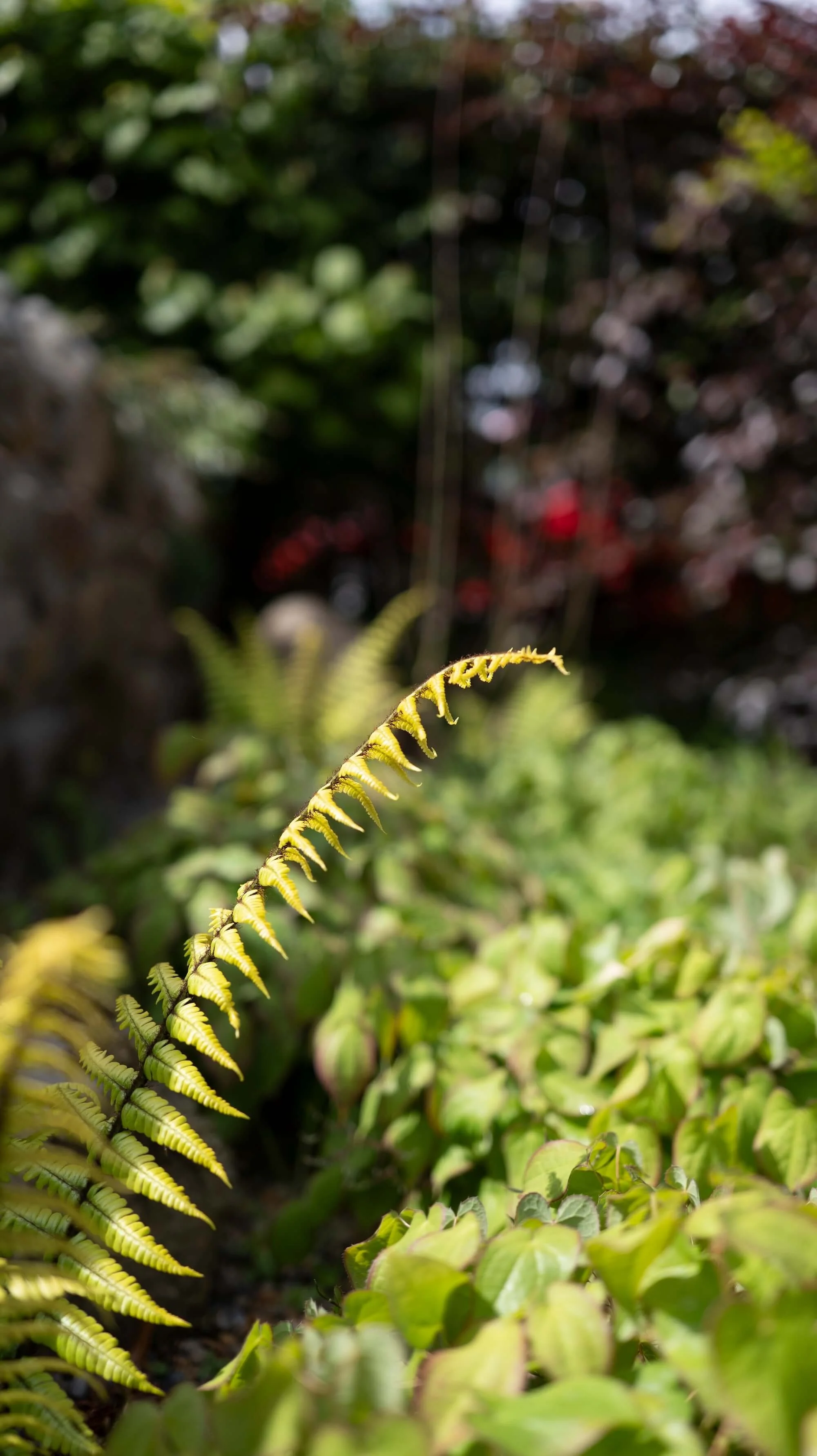 Rael Rawlinson Garden Design Northumberland Small Front Garden8.jpg