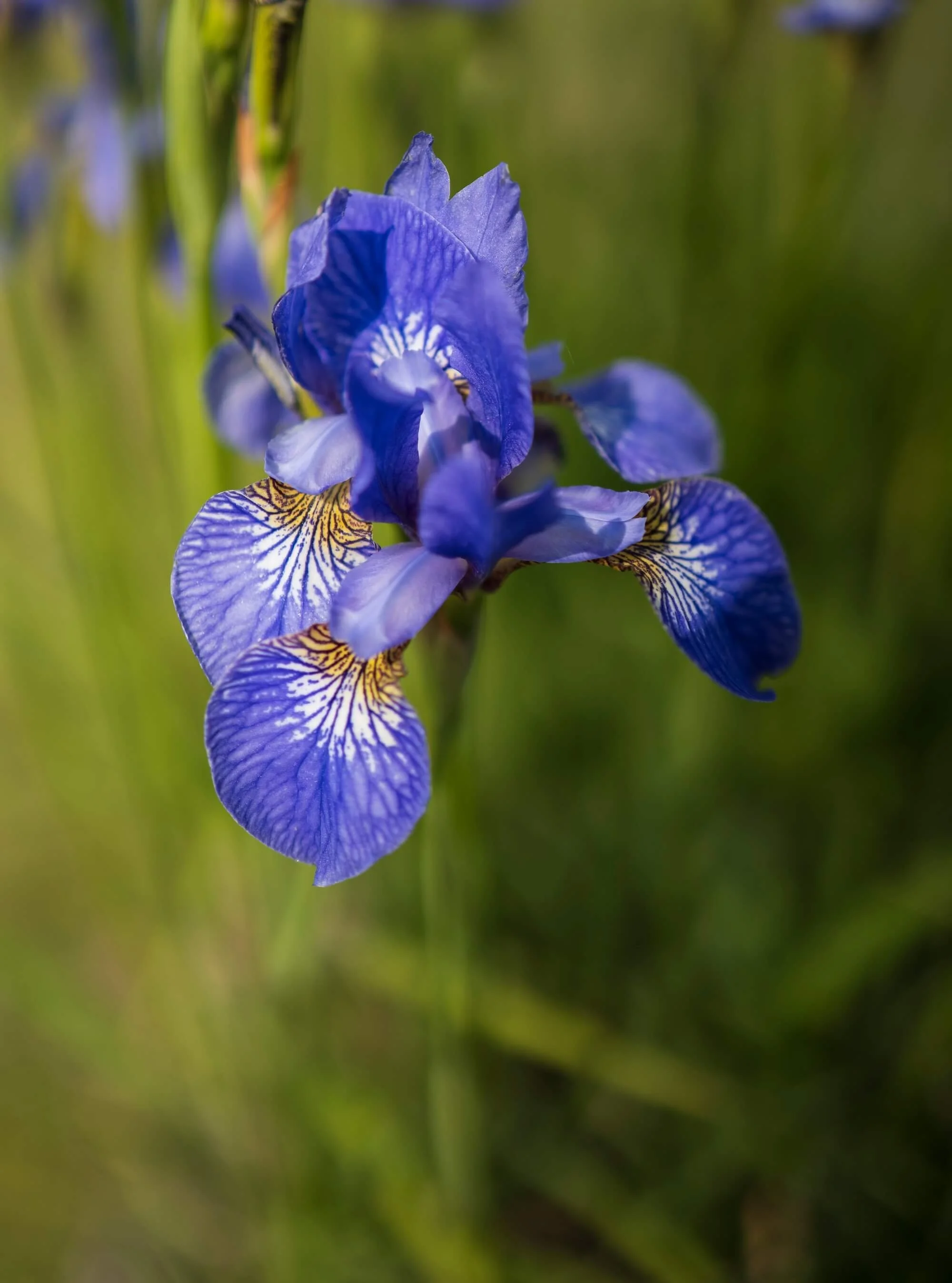 Rael Rawlinson Garden Design Northumberland Craster French Garden15.jpg