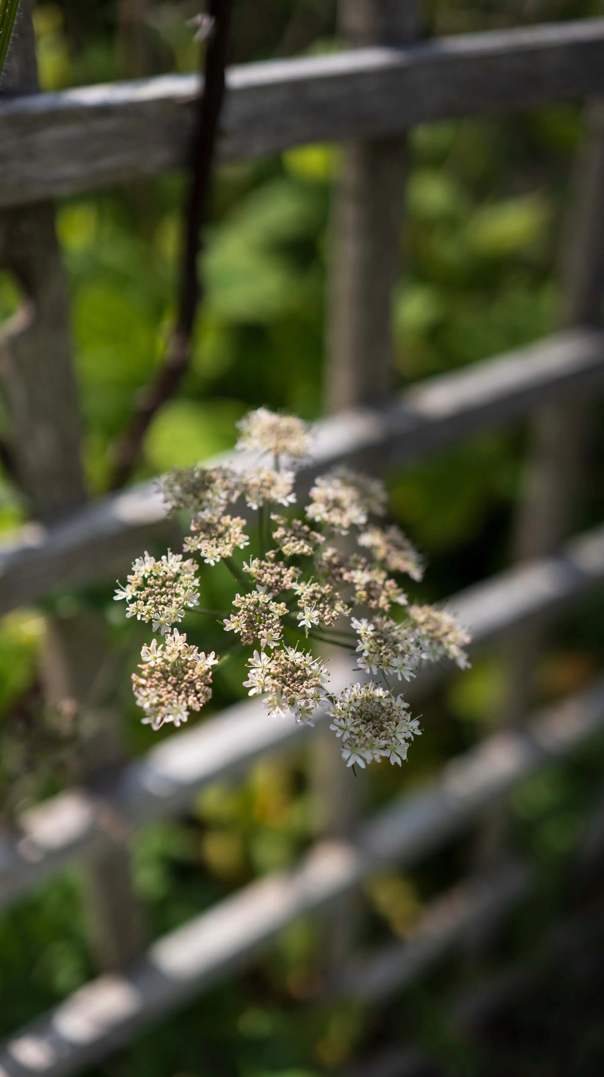 Rael Rawlinson Garden Design Northumberland Craster French Garden13.jpg