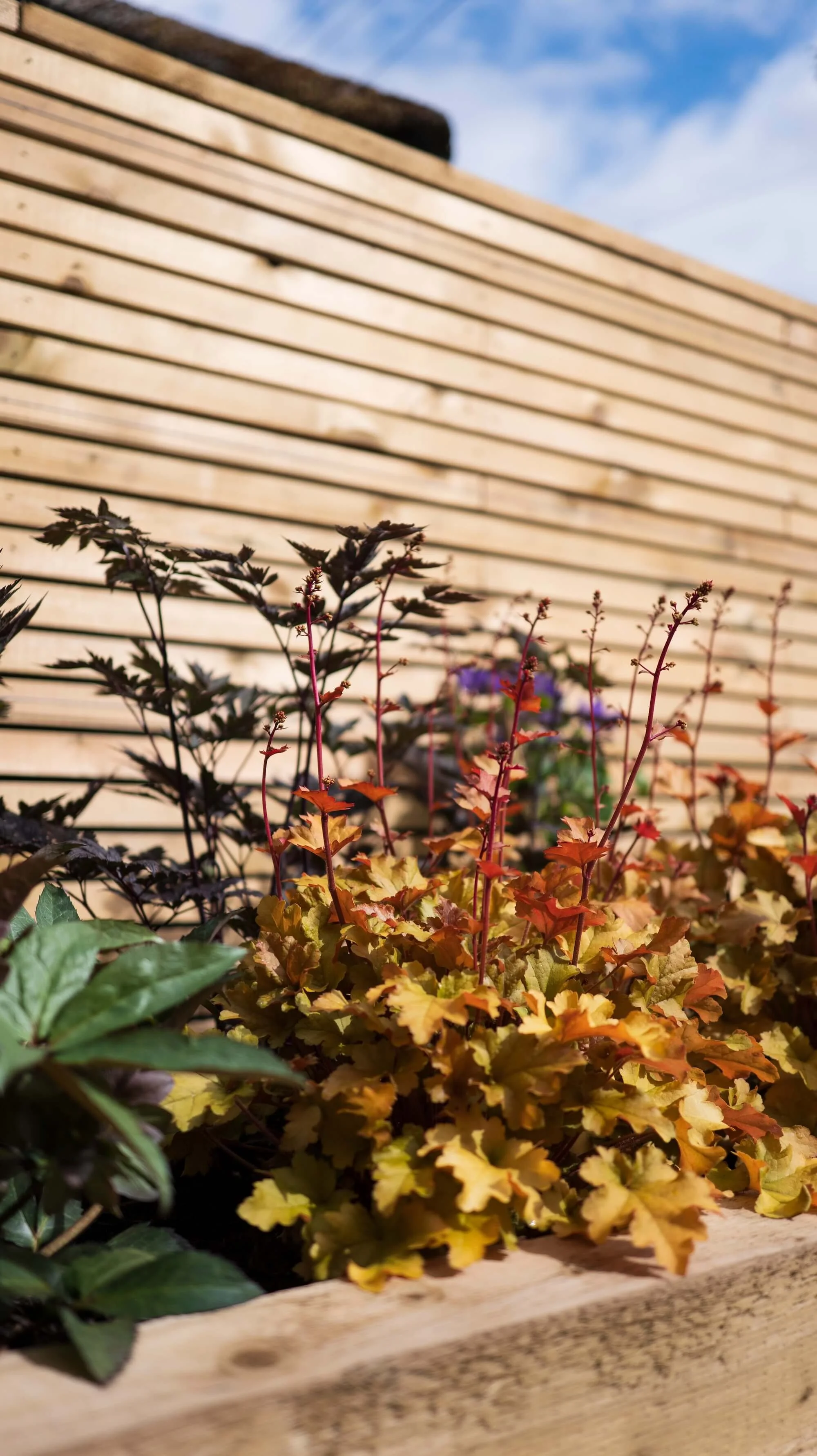 Rael Rawlinson Garden Design Northumberland Courtyard Garden2.jpg