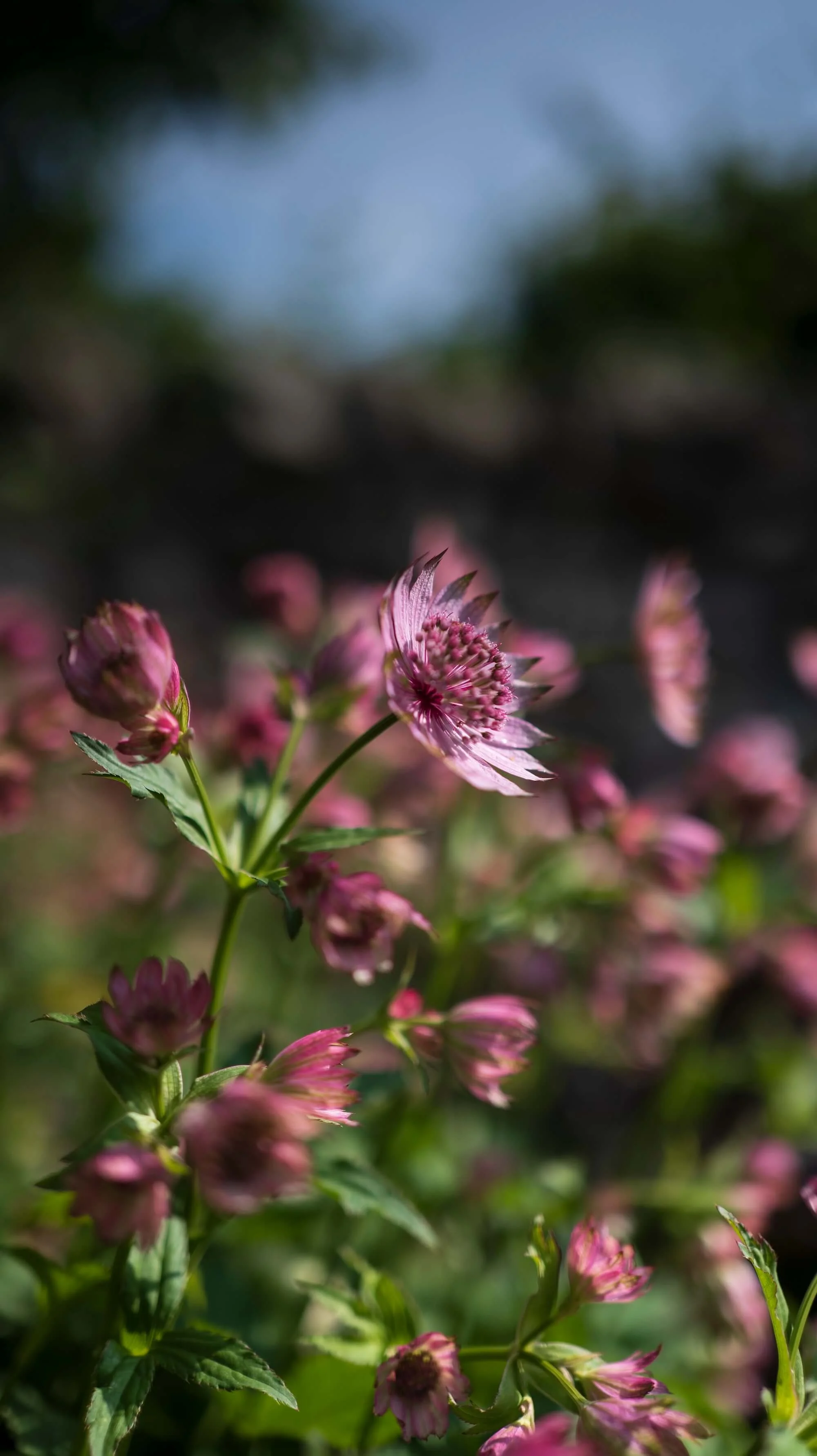 Rael Rawlinson Garden Design Northumberland Craster French Garden22.jpg