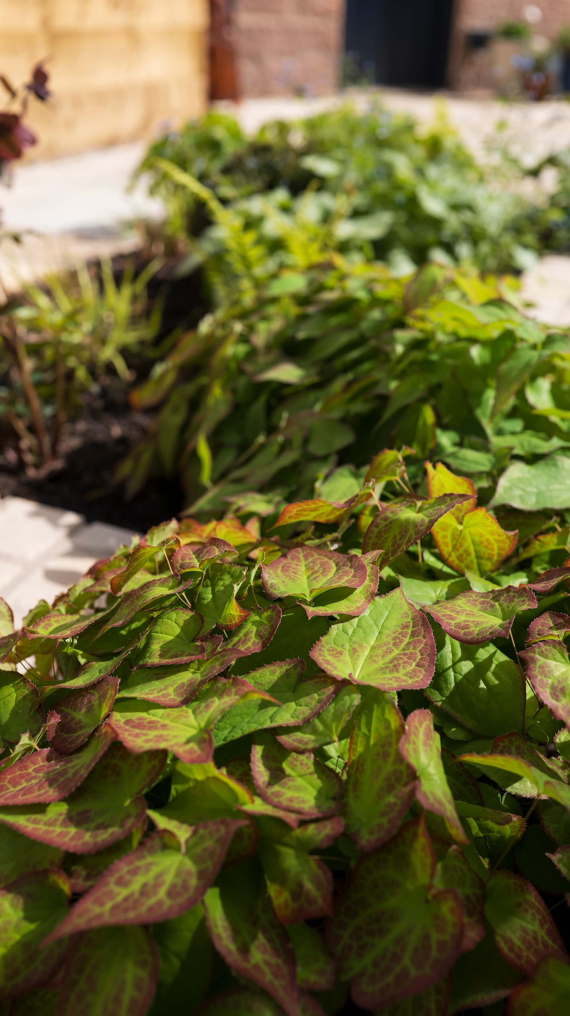 Rael Rawlinson Garden Design Northumberland Courtyard Garden11.jpg