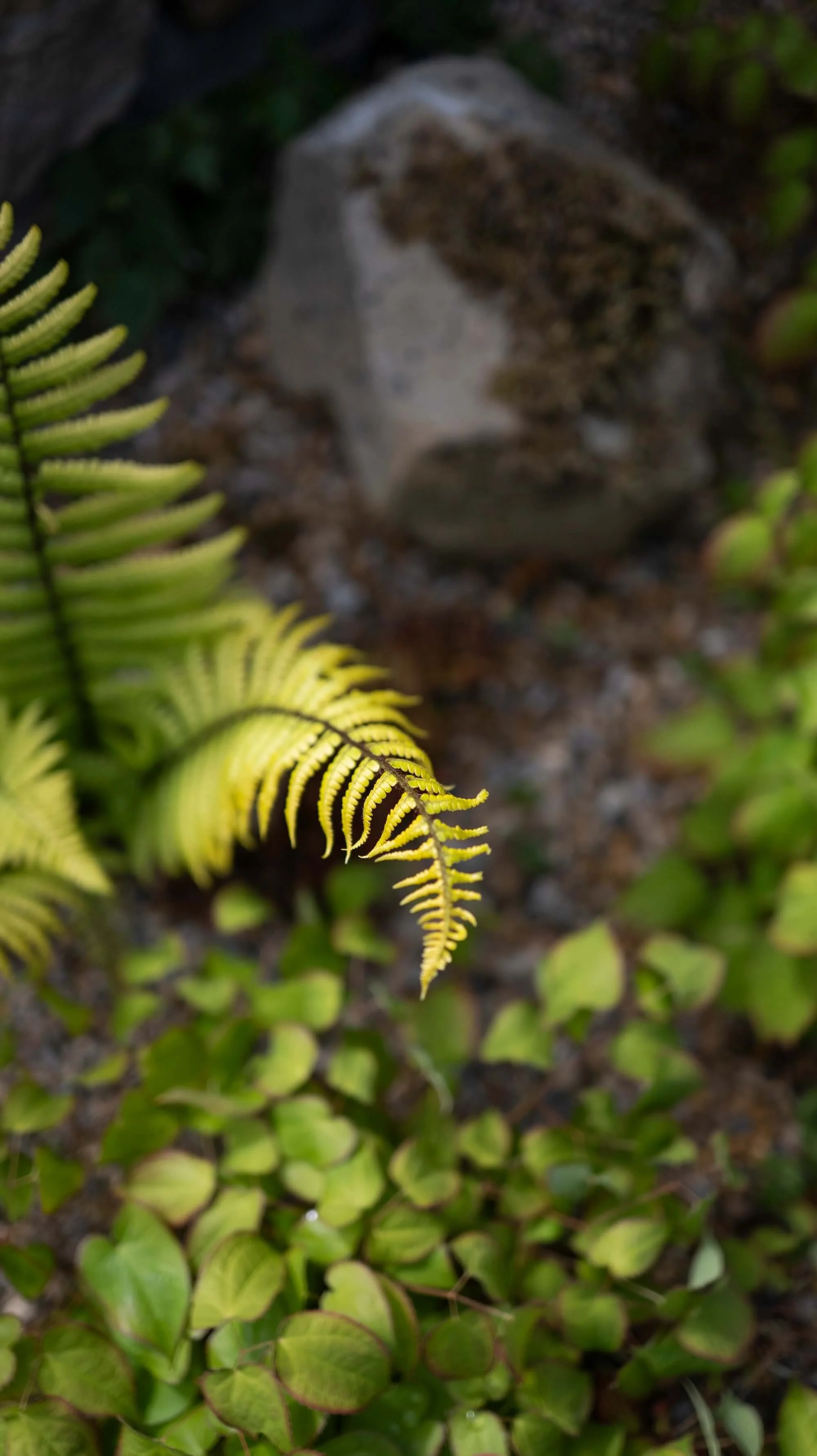 Rael Rawlinson Garden Design Northumberland Small Front Garden7.jpg