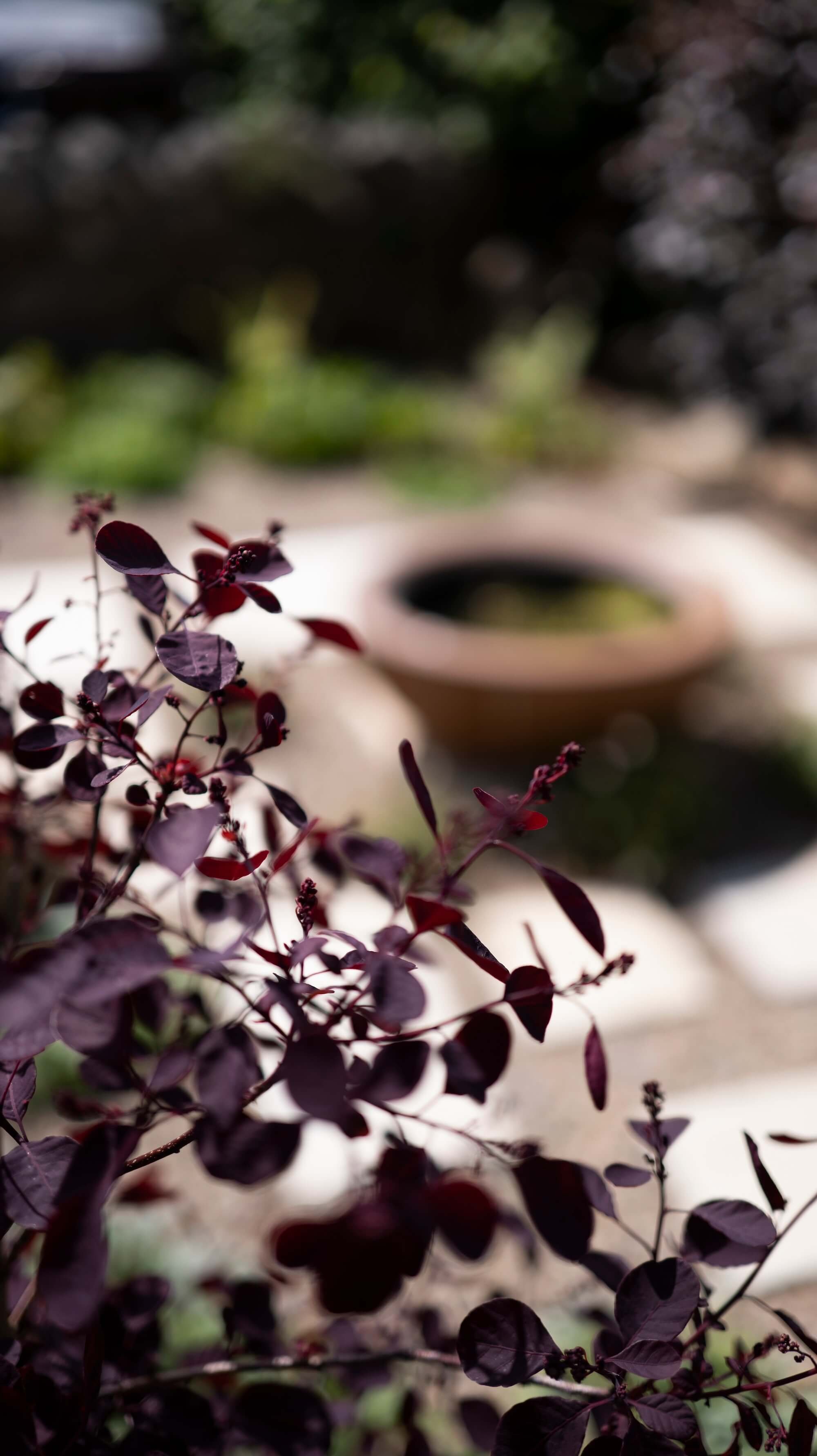 Rael Rawlinson Garden Design Northumberland Small Front Garden9.jpg