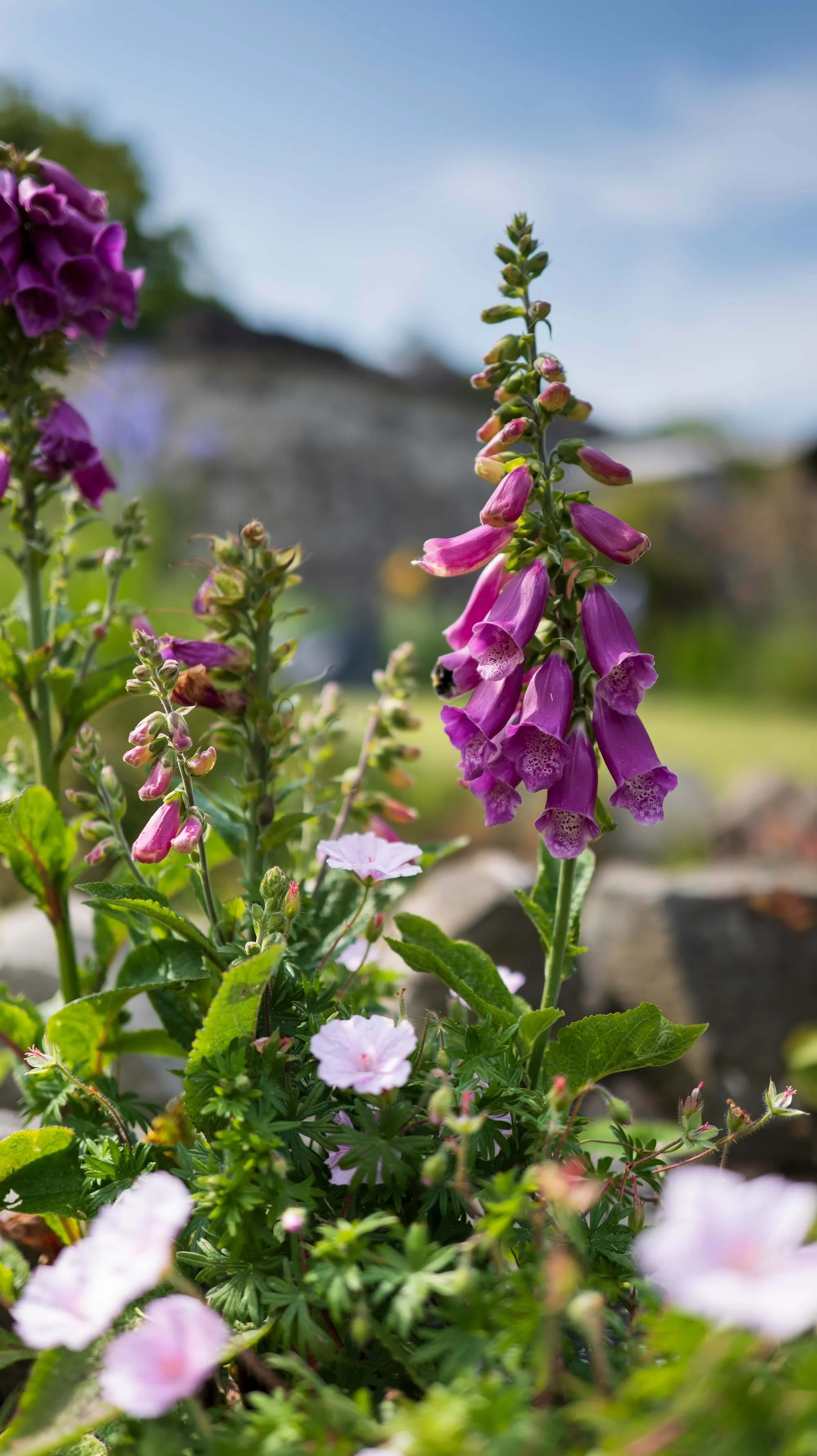 Rael Rawlinson Garden Design Northumberland Craster French Garden9.jpg