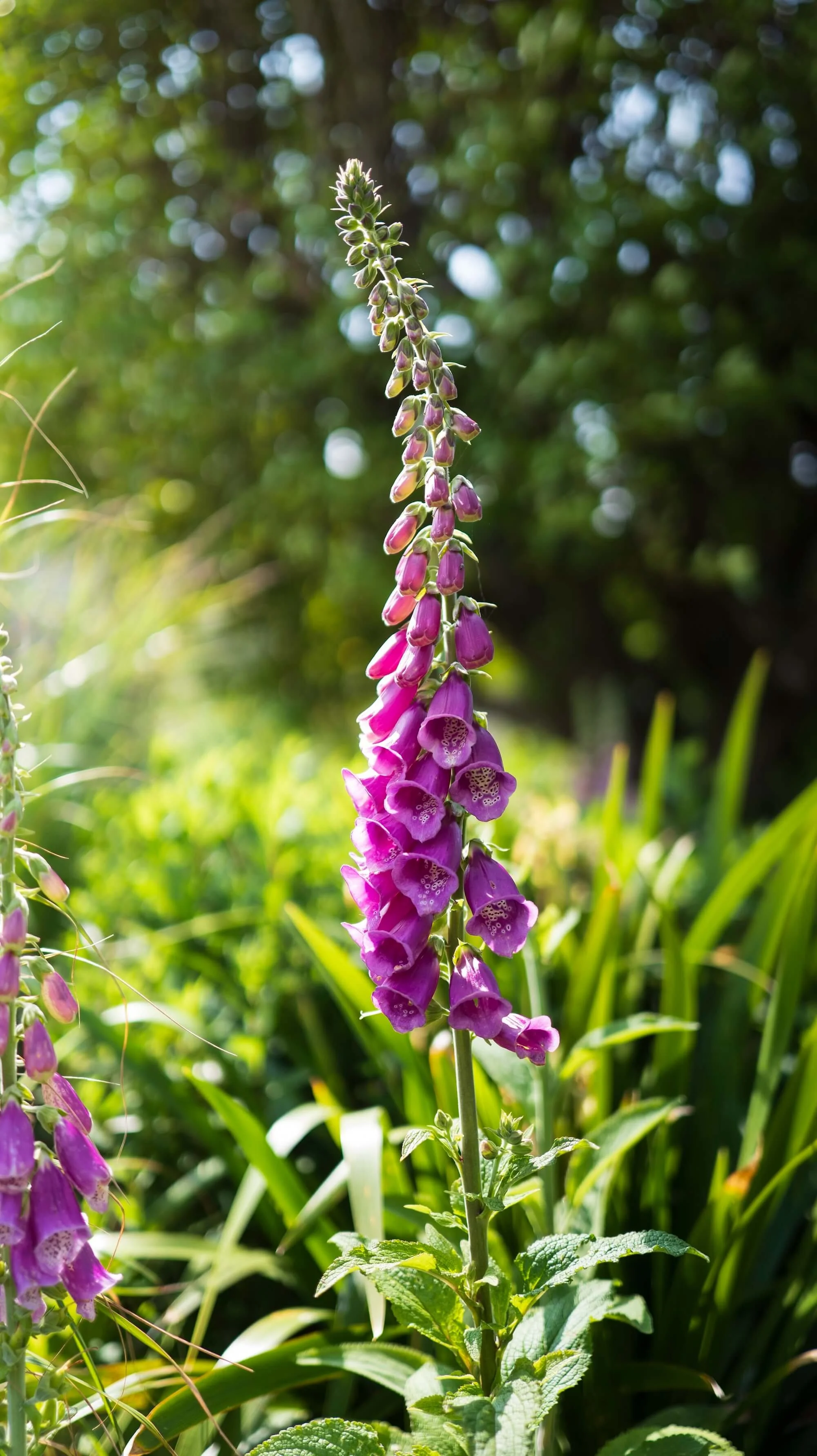 Rael Rawlinson Garden Design Northumberland Craster French Garden18.jpg