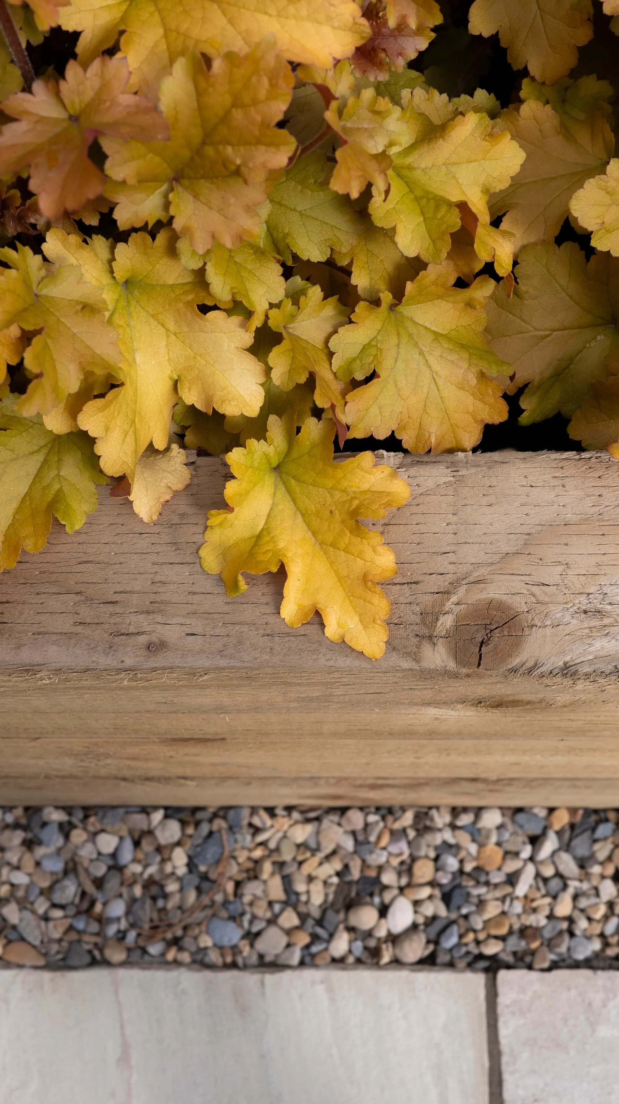 Rael Rawlinson Garden Design Northumberland Courtyard Garden7.jpg