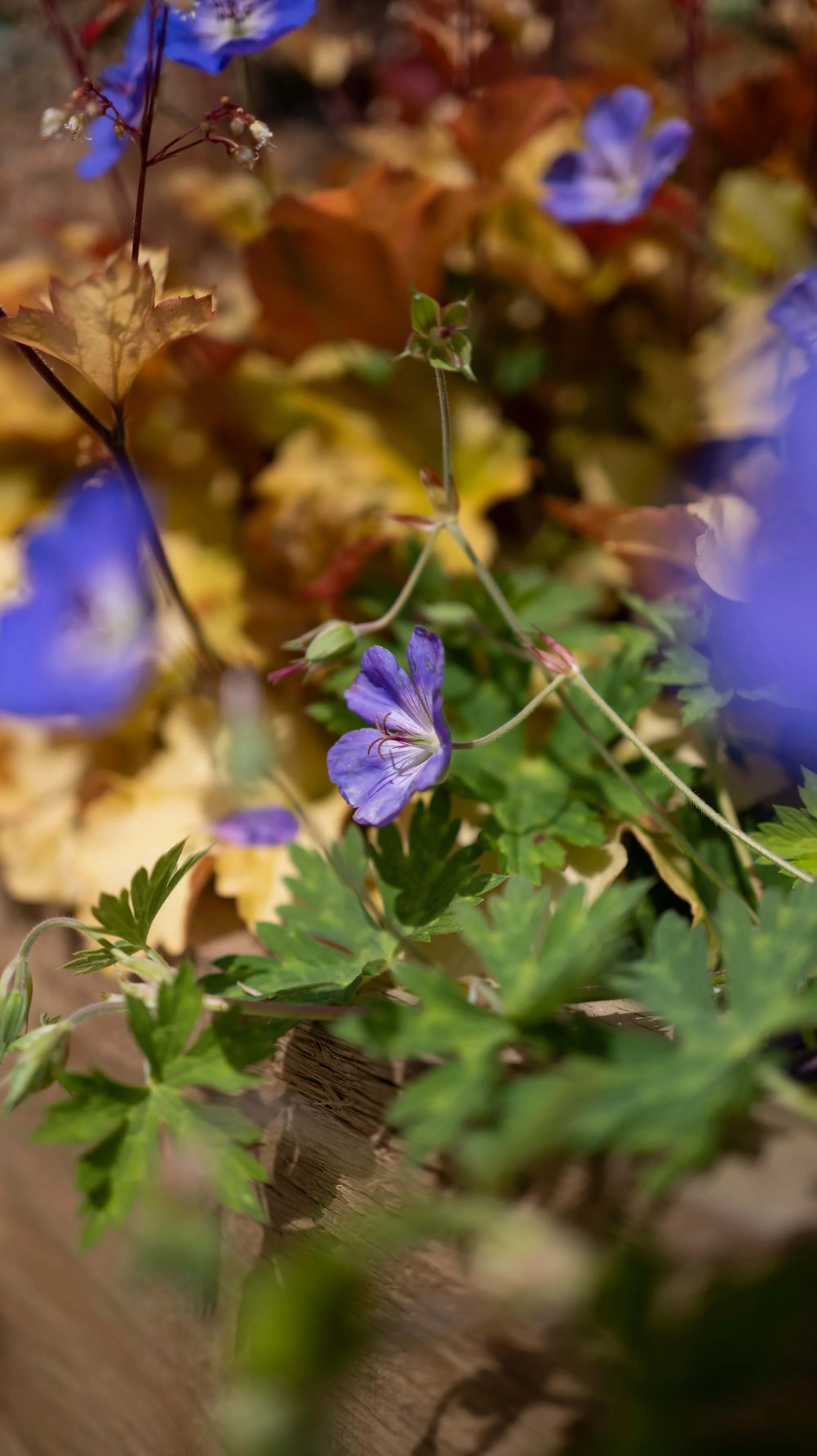 Rael Rawlinson Garden Design Northumberland Courtyard Garden23.jpg