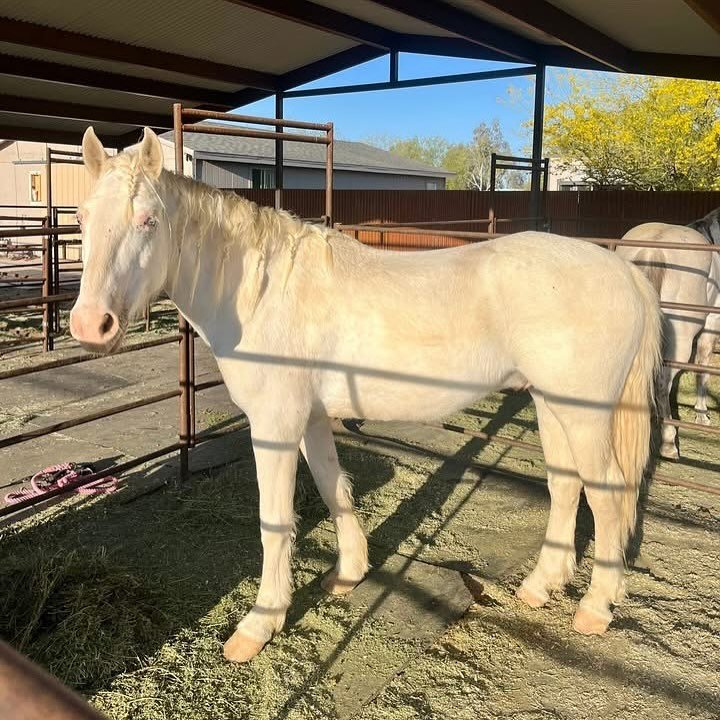 Welcoming Cloud &amp; Rain to Thompson Horse Stables for 90 days of training.
.
.
Rain is enrolled in our barrel racing program to become a 1D/2D barrel horse.
.
. 
Cloud is enrolled in our basic training program we have for green horses to learn how