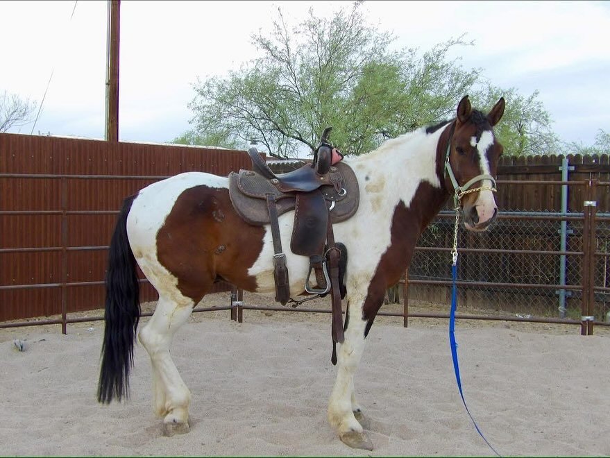 From ex-bucking horse to the pampered stable life. Cisco is doing great being started under saddle here at Thompson Horse Stables. 
We are truly happy to have him as he is an amazing horse and will be in training here until he is ready to start looki