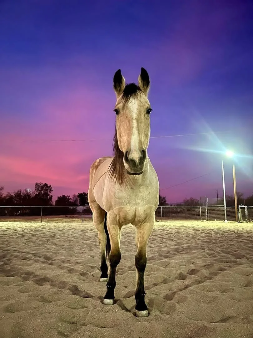 Meet Our Horses:

✨ Fixer ✨

There&rsquo;s no better place to start our introduction than with the horse who started it all.

Fixer is a 14-year-old buckskin mare and the heart of this entire program. She was Stella&rsquo;s very first horse, a gift t