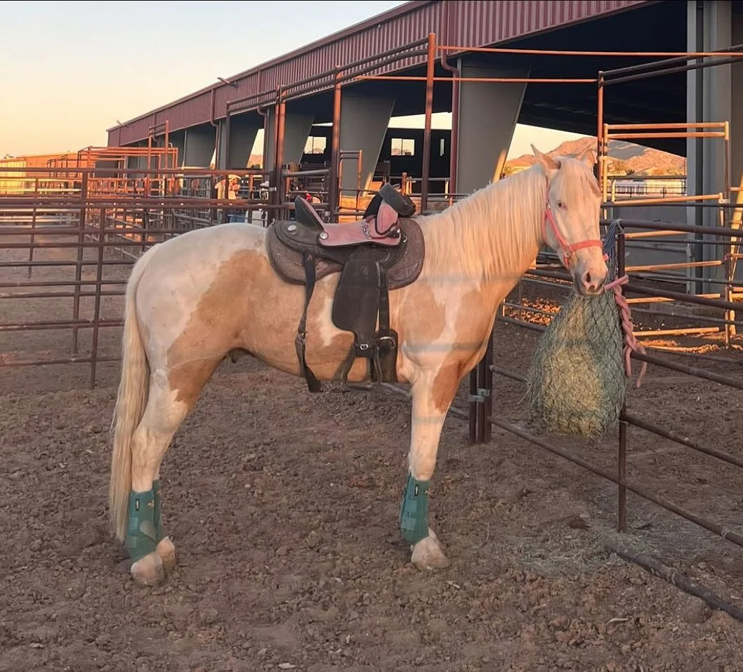 Meet Our Horses:

✨ Indigo ✨

From wild roots to trusted partner, Indigo&rsquo;s story is one of healing, patience, and heart.

Born on the Warm Springs Reservation, his early encounters with humans were traumatic. Passed from home to home, he was se