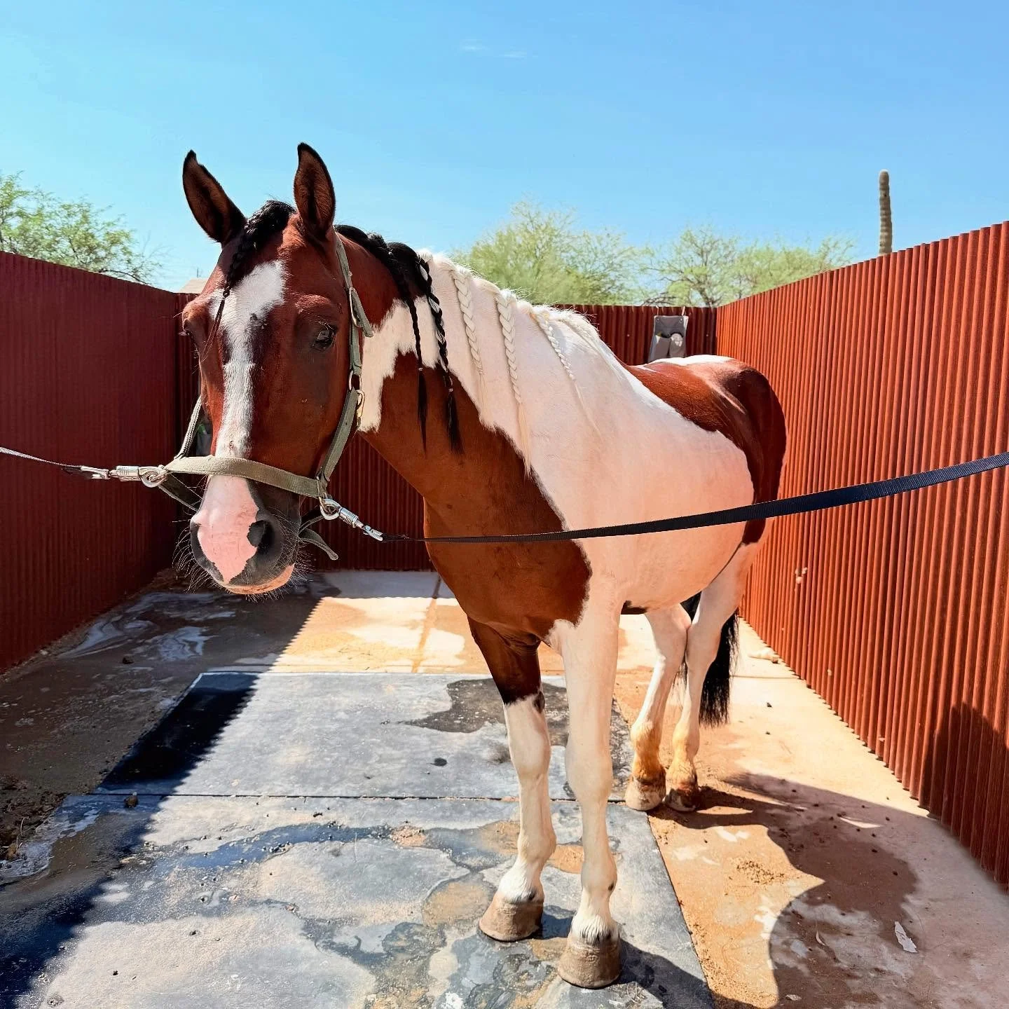 We&rsquo;re happy to share that Cisco made it safely to his new home today! 
Wishing him and his new family many wonderful adventures together. 🐴💛
.
.

#newbeginnings #nextchapter #bittersweetgoodbye #foreverhome #happytrails