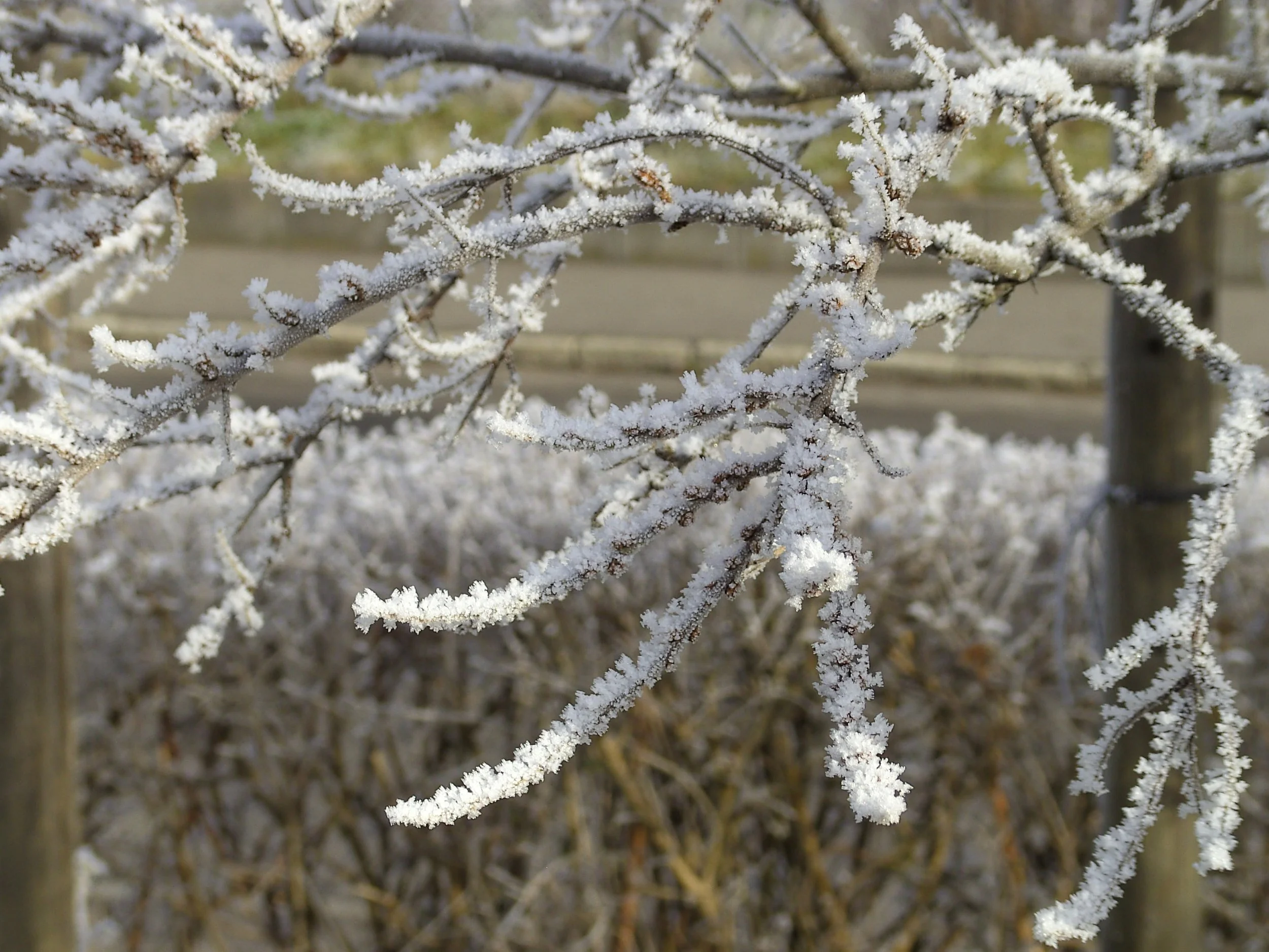 Frostbedeckte Zweige in einem Garten, mit einem Holzzaun im Hintergrund.
