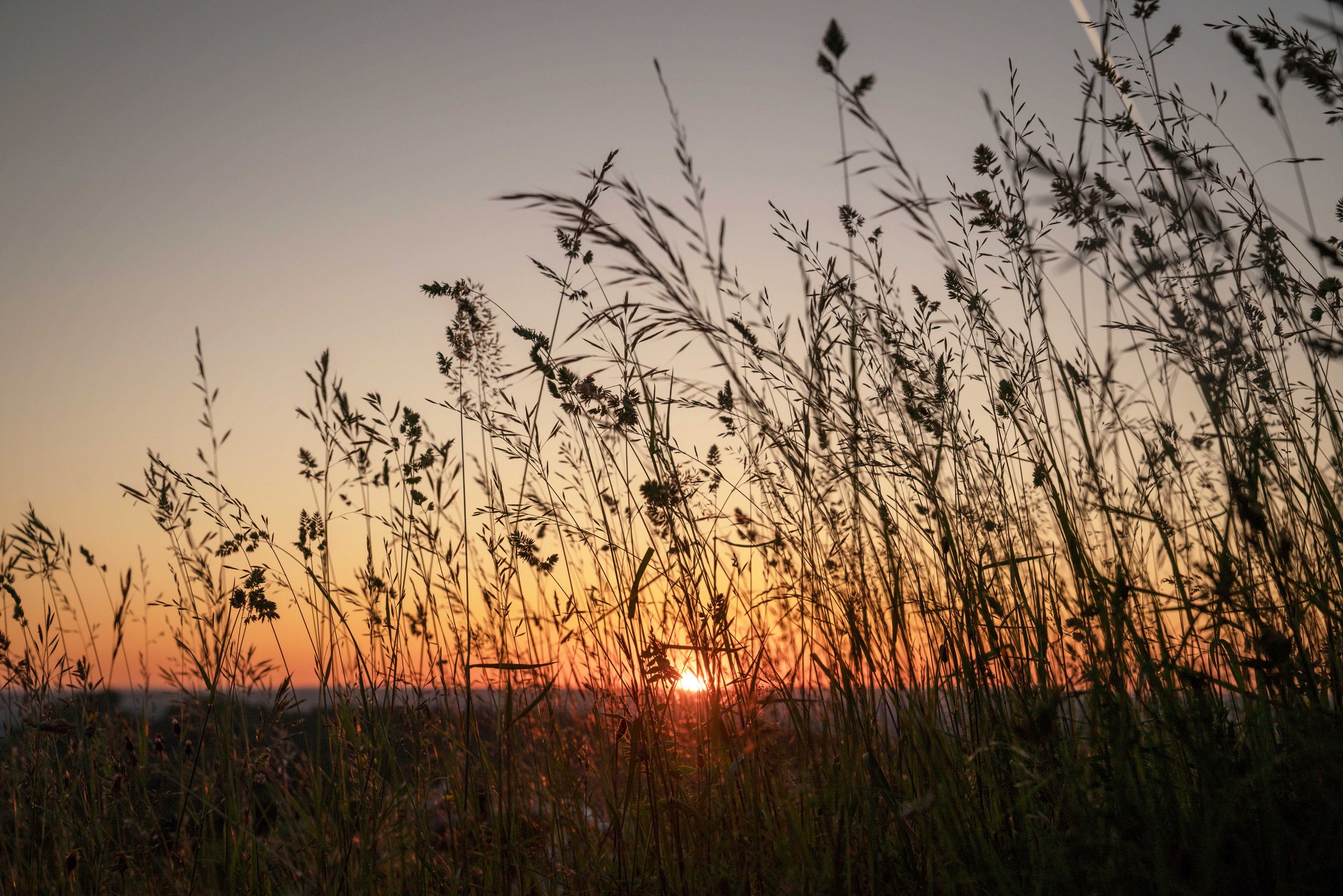 Trauerfeier: Büschel von Gräsern im Sonnenuntergang