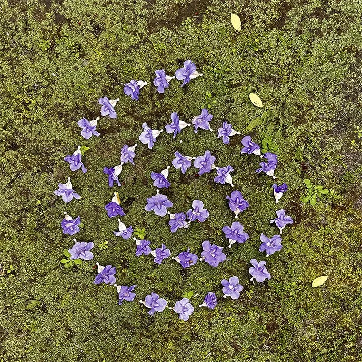  The Purple Spiral 