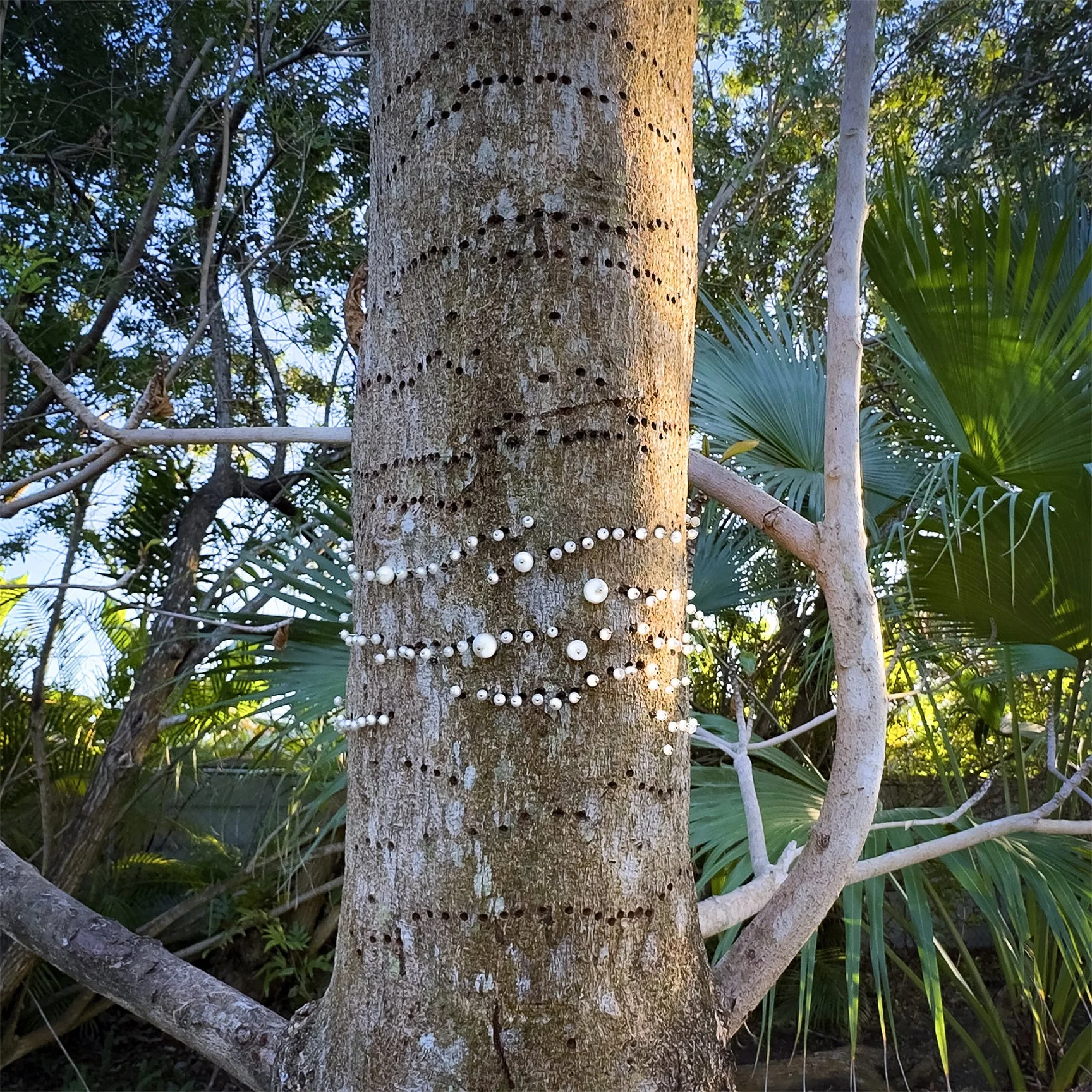  The Pearl Necklace 