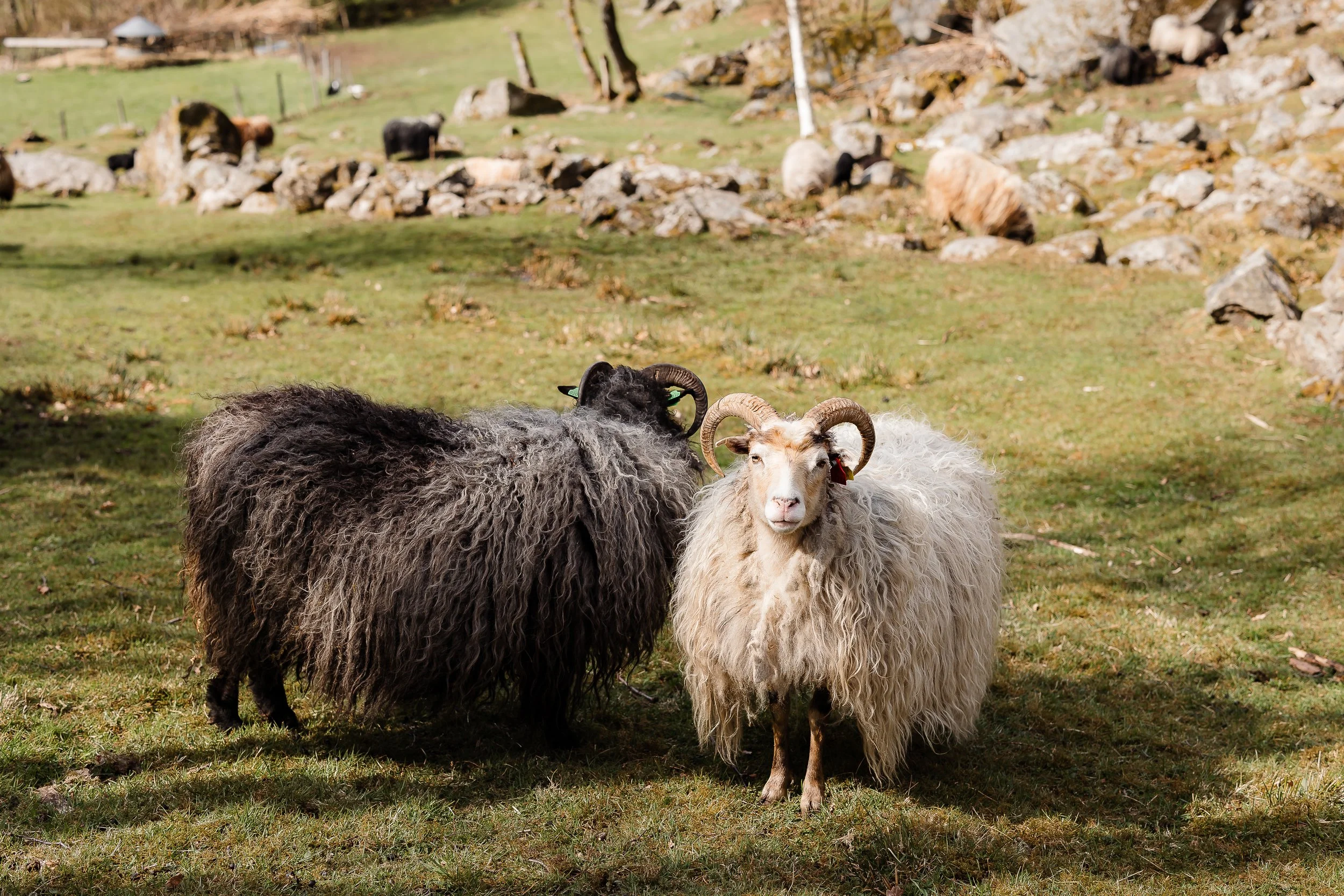 To sauebjørner står på en grønn eng, med en steinrøys i bakgrunnen. En av bjørnene er hvit med store krøllede horn, og den andre er svart med brune horn.