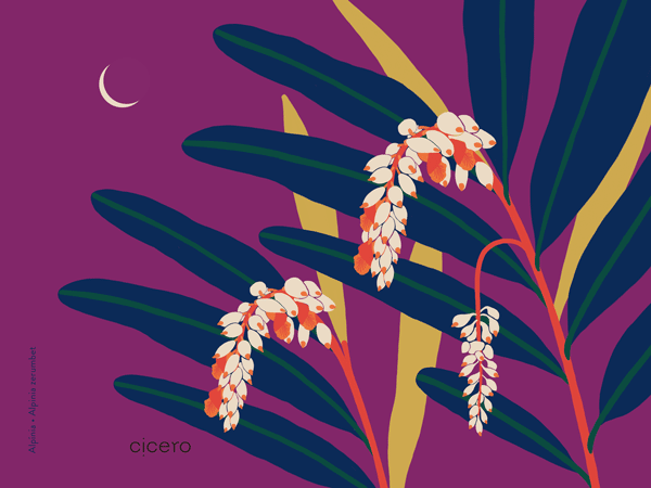 Cicero_Site_03.png