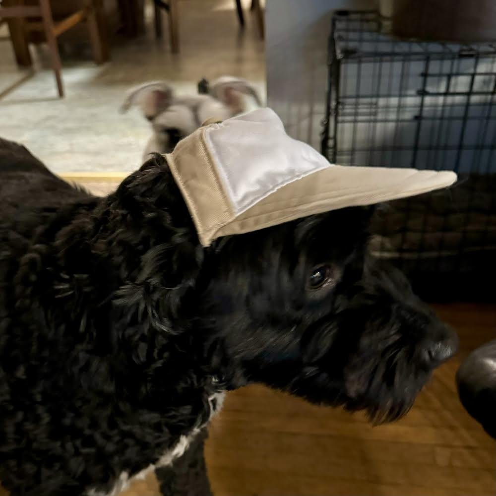 B0EE4E09-3B05-446D-83D4-F2B9F3CAE4E3.jpeg