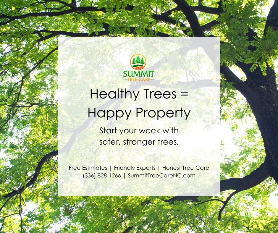 πΏ Start Your Week Strong!
Your trees grow fast — don’t let them grow out of control.
Let Summit Tree Care keep your yard safe, clean & beautiful.
π Call (336) 828-1266
π» SummitTreeCareNC.com
β
Free Estimates | Honest Service | Loc