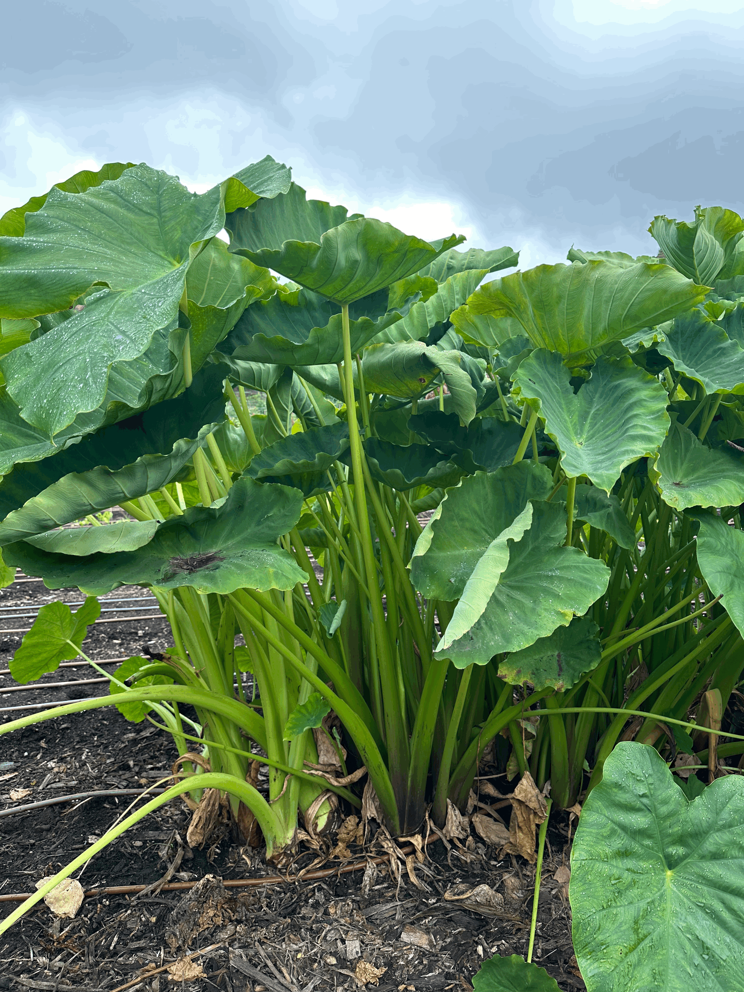 Celebrating Makahiki with Kalo &amp; Hoʻopono