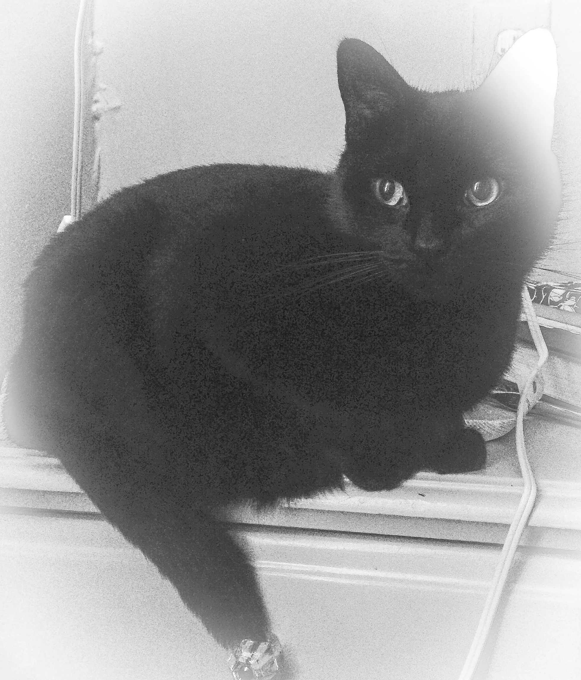 A black cat sitting on a white window sill, with its tail hanging down and looking at the camera.