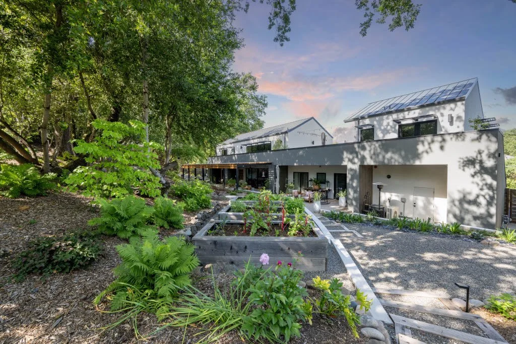 Mature olive tree installation creating focal entry in Healdsburg, CA