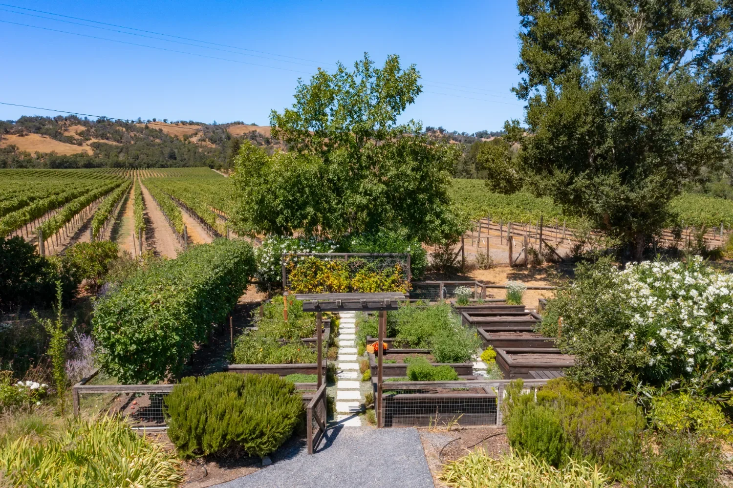 Modern landscape design transforming a flat backyard on Chalk Hill Road in Healdsburg, CA