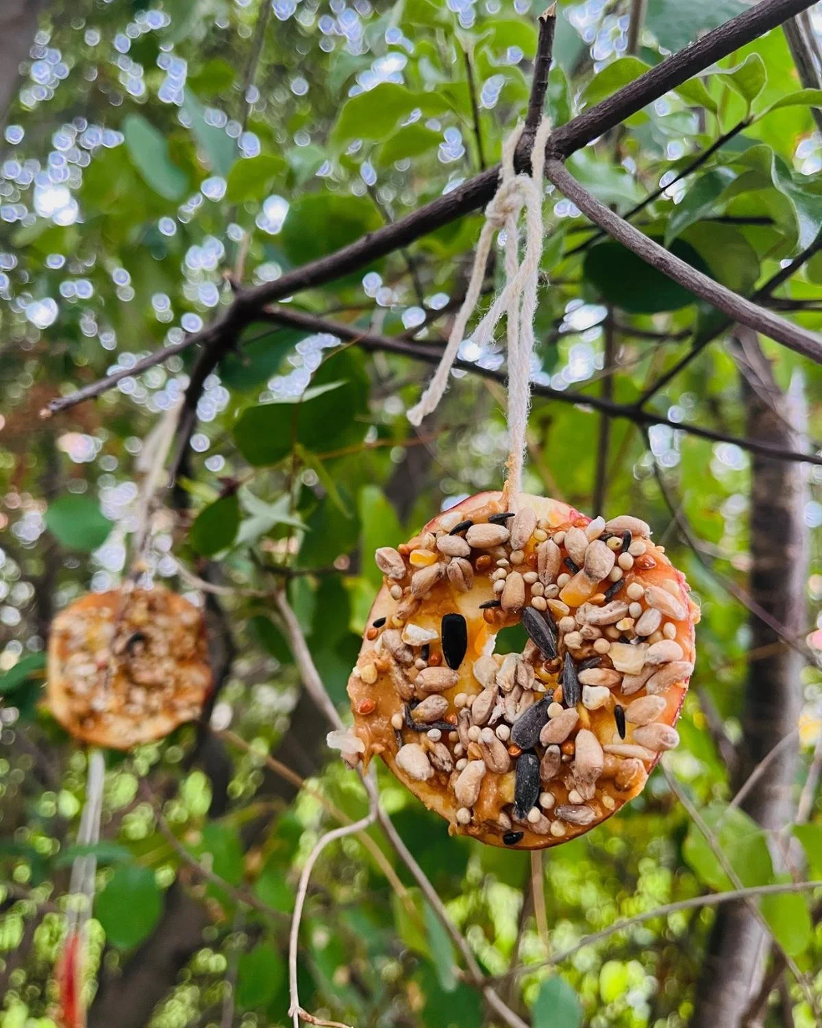 Free Wednesday Activity- Bird Feeders 