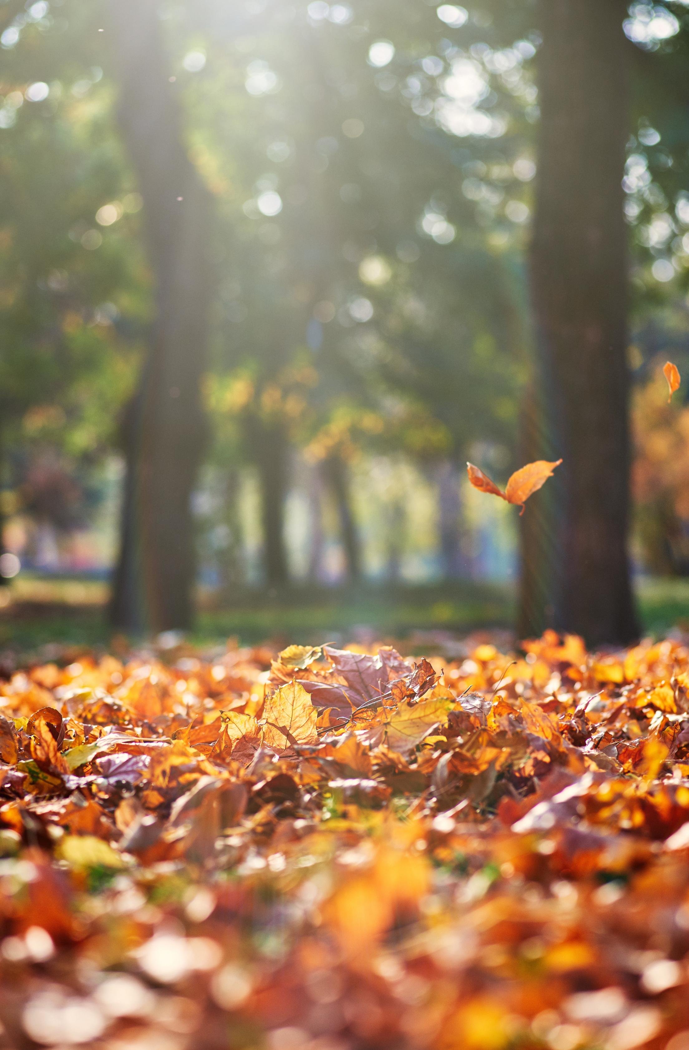 Mulching for all seasons