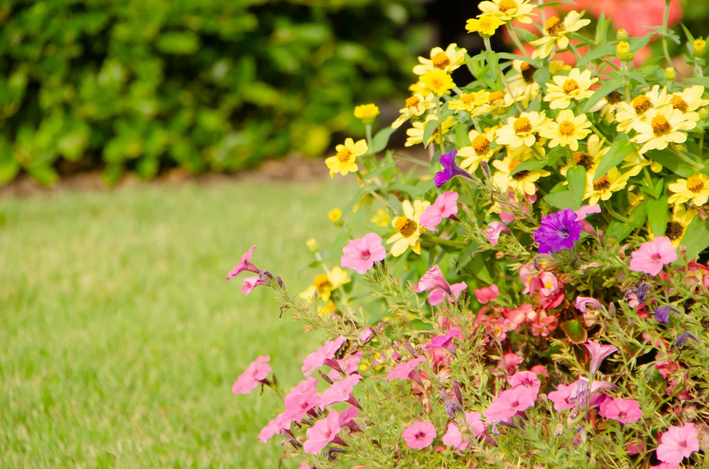 Weed control treatment applied to front yard in Lowell, AR