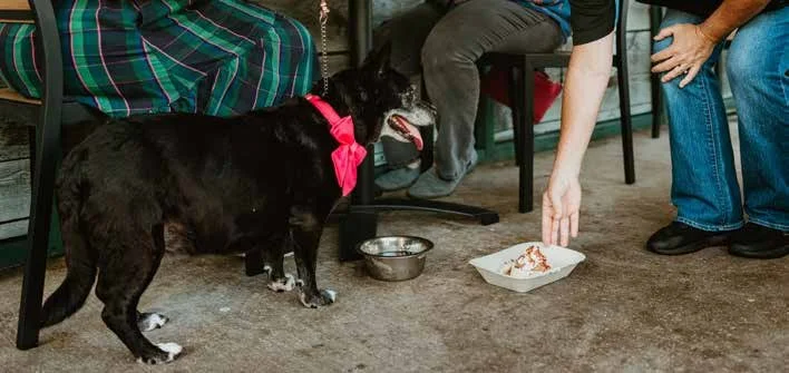 A Day of Love and Adventure with Your Dog