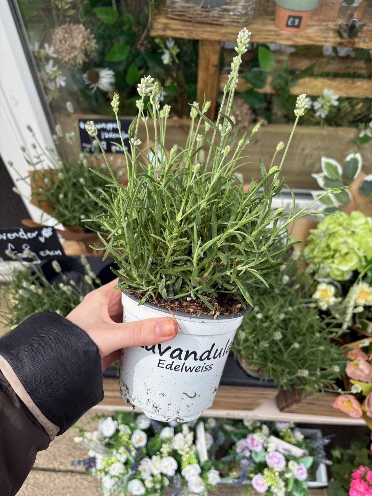 Lavender Edelweiss (PICK UP ONLY)