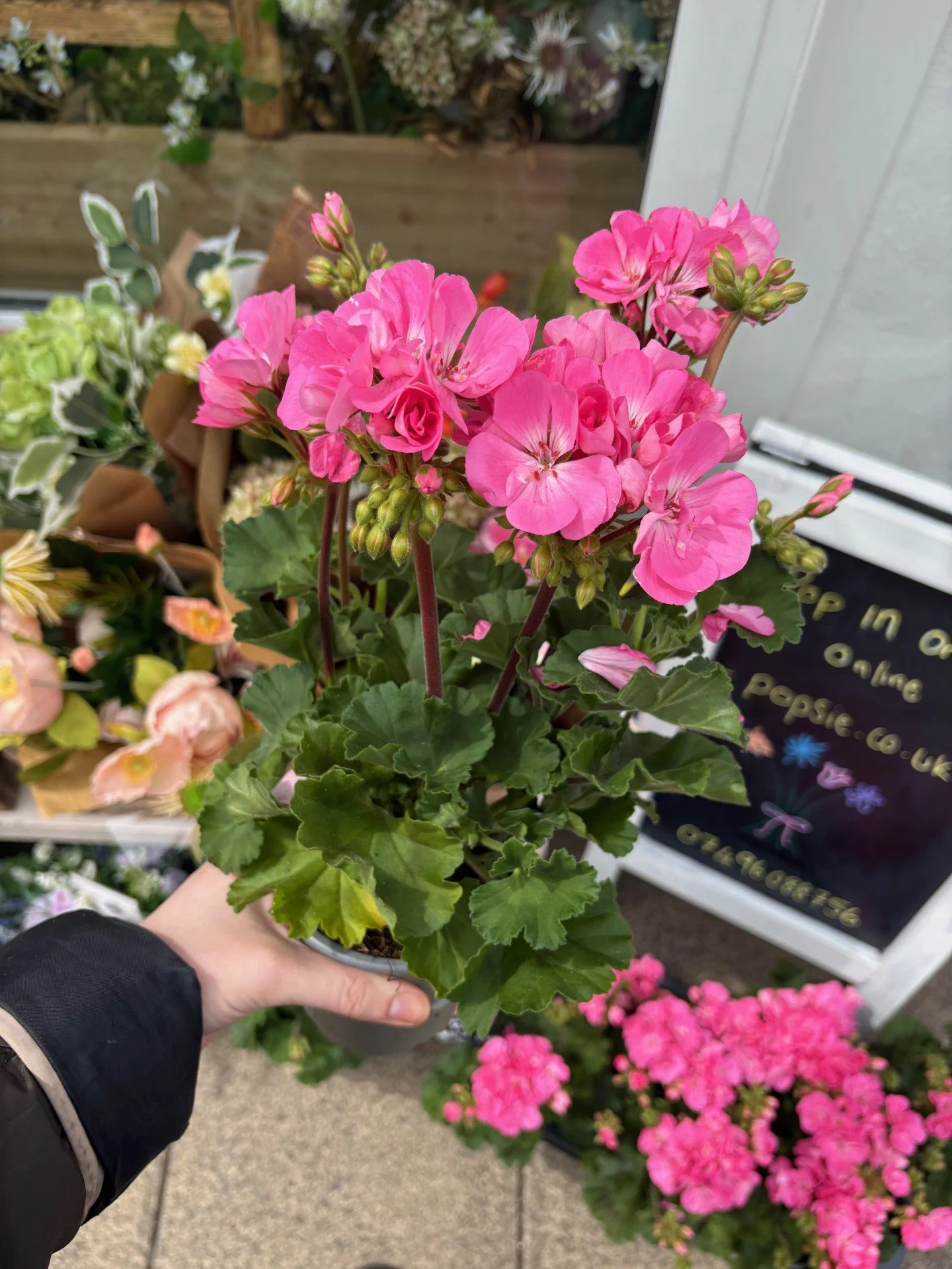 Geranium Hot Pink (PICK UP ONLY)