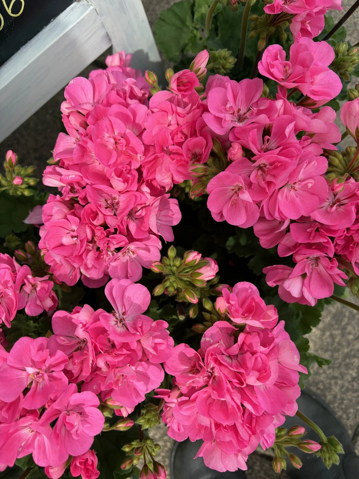 20ed6b6f-f140-464e-9ae8-fc7c48014fec.jpeg