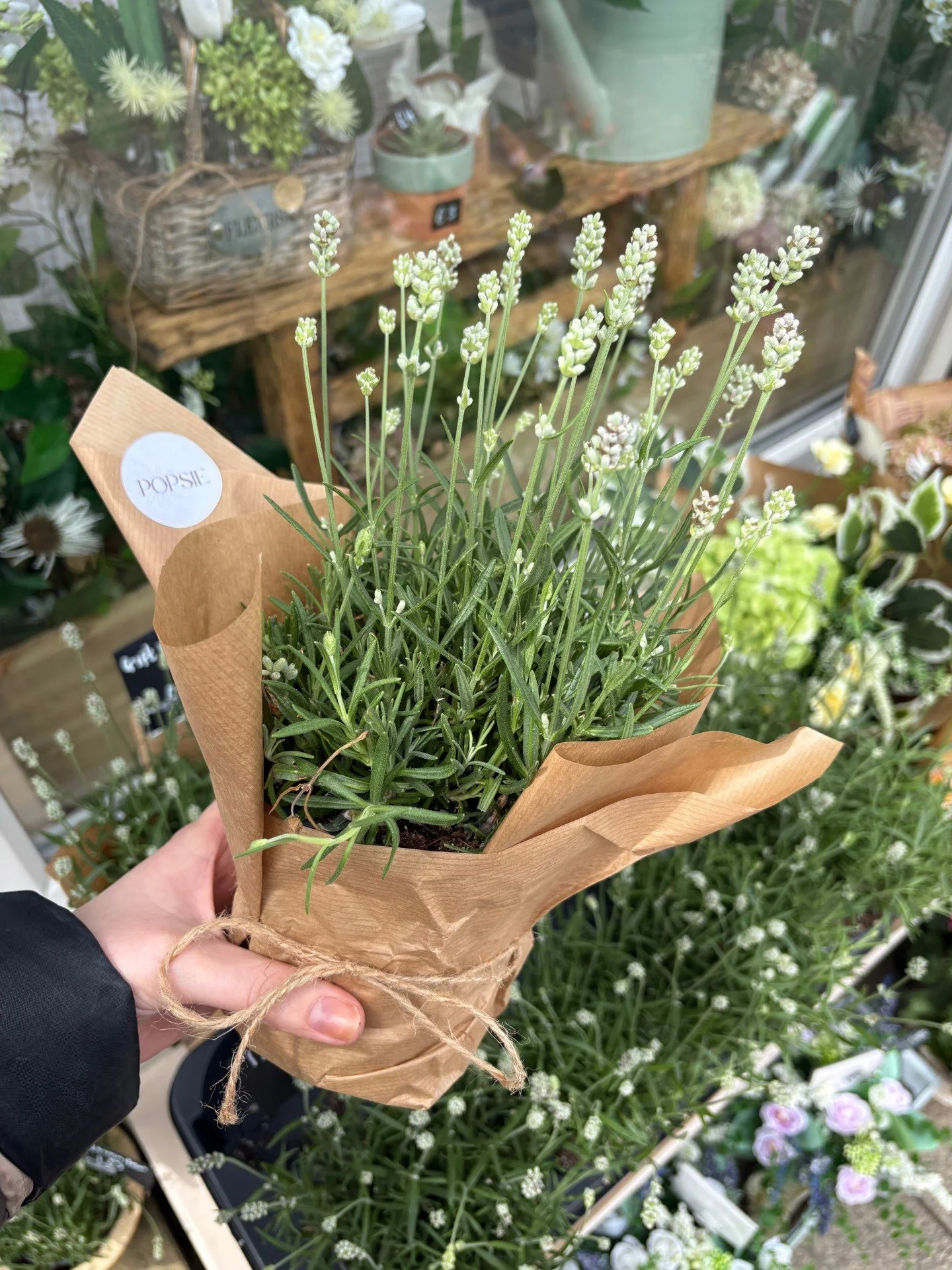 Gift Wrapped Lavender Edelweiss (PICK UP ONLY)