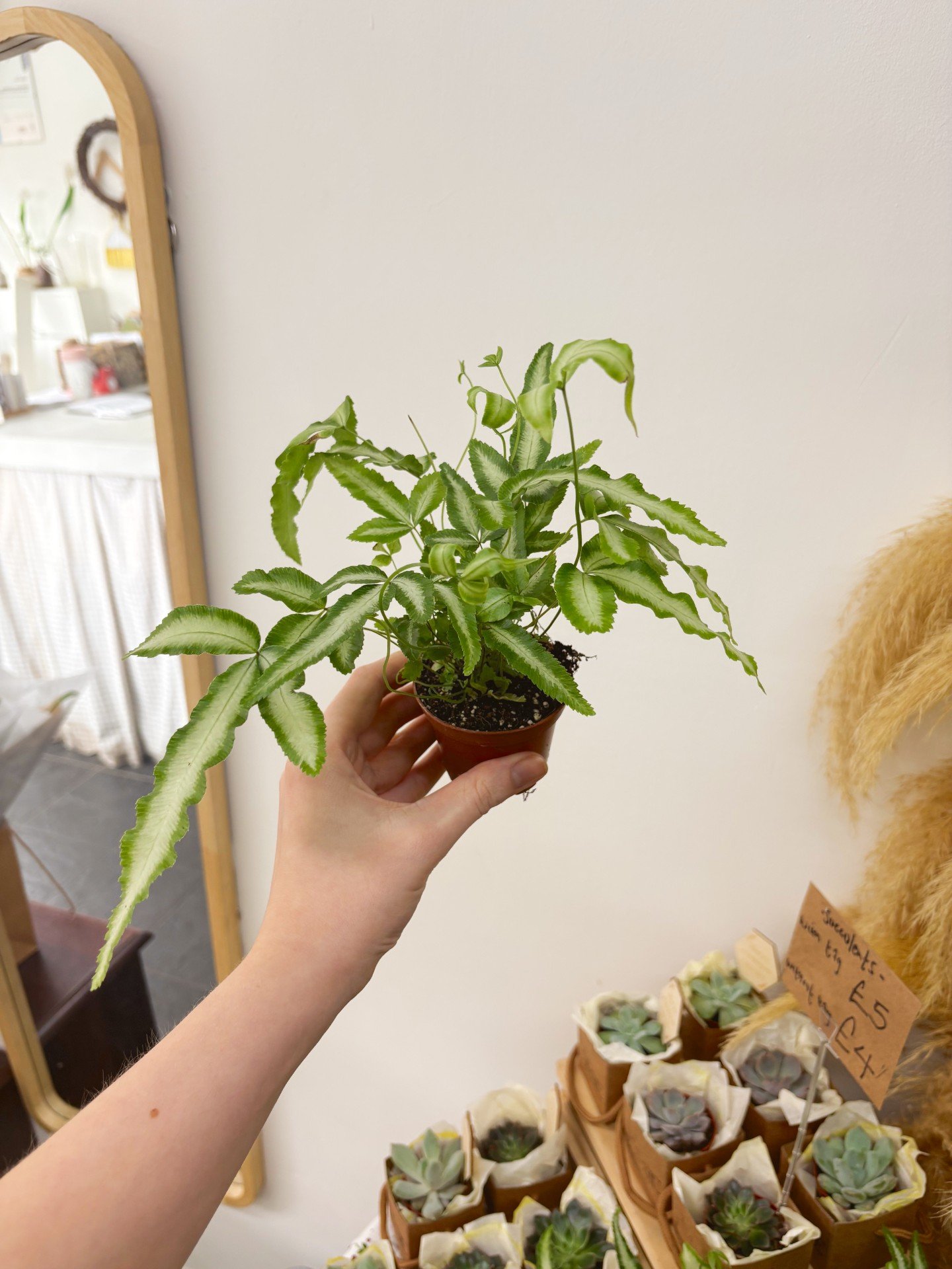Ribbon Fern (PICK UP ONLY)