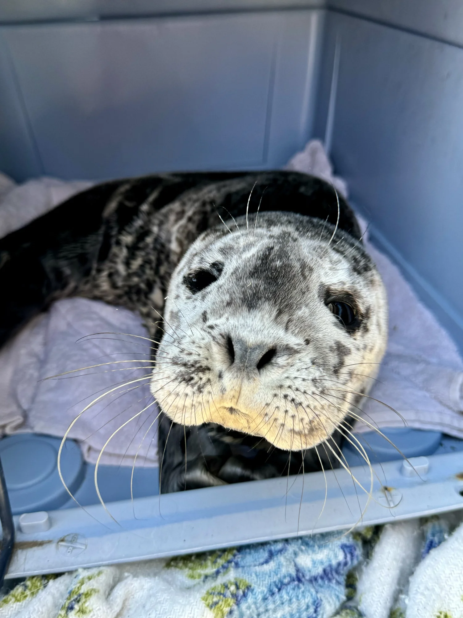 A rescued seal pup