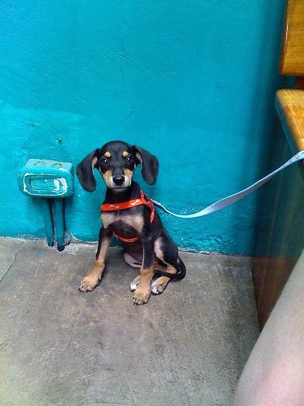 Parrita the puppy